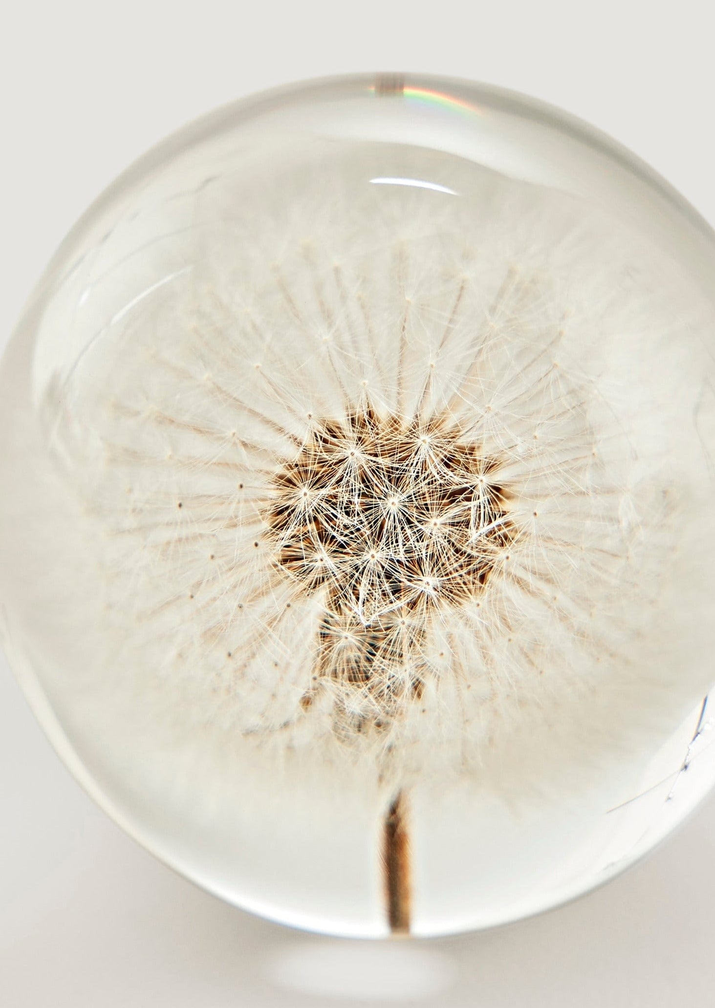 Preserved Dandelion Flower Head in Paperweight Ball Closeup View at Afloral