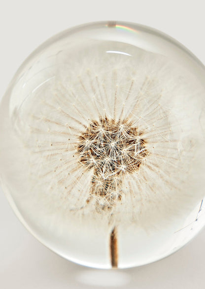 Preserved Dandelion Flower Head in Paperweight Ball Closeup View at Afloral