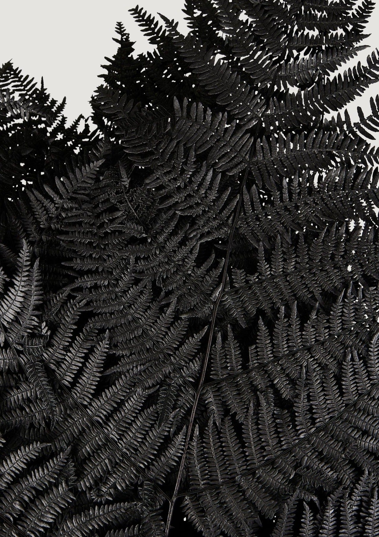 Preserved Bracken Fern Leaves in Black