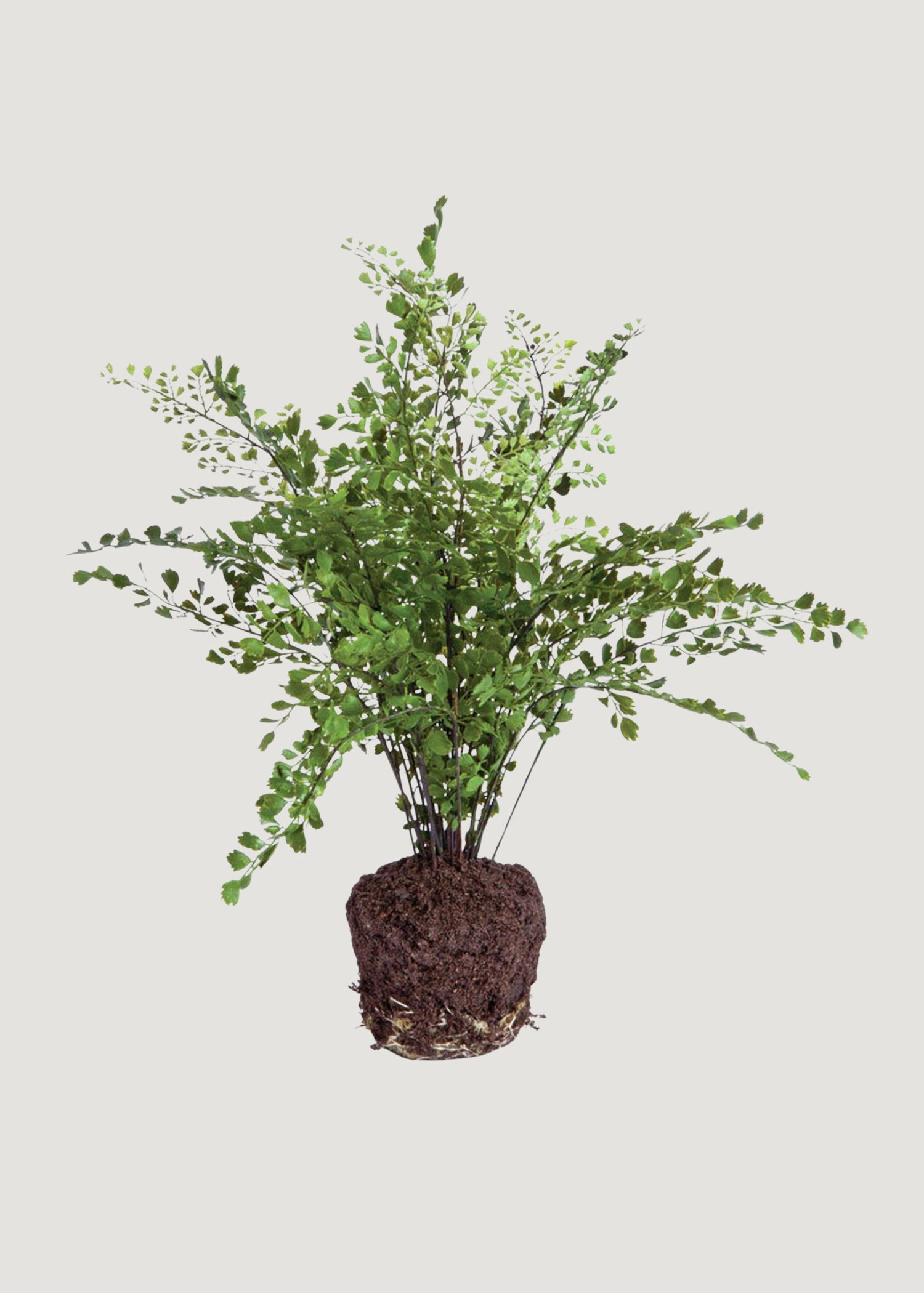 Fake Maidenhair Fern Drop-In Plant