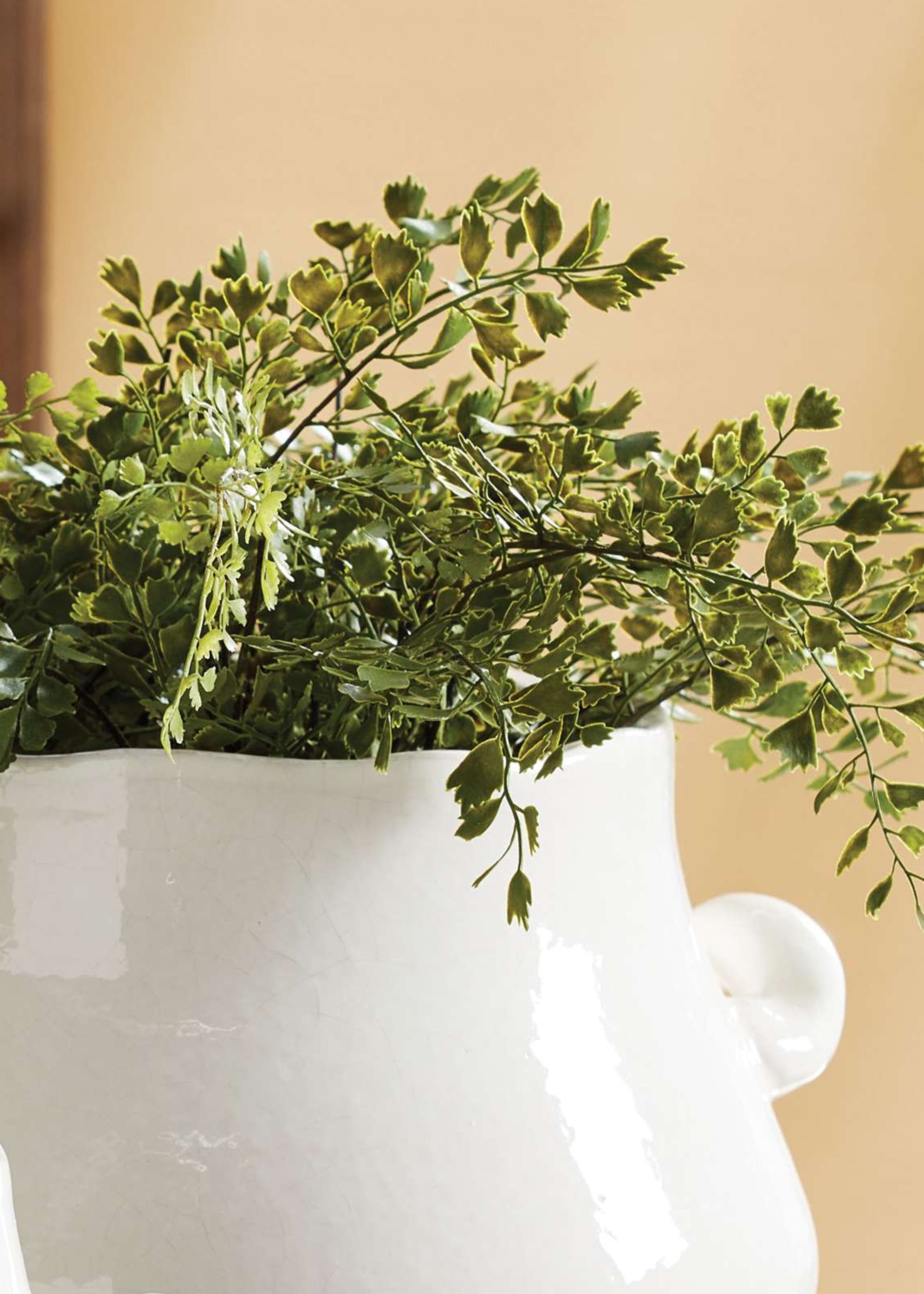 Close-up of Fake Maidenhair Fern