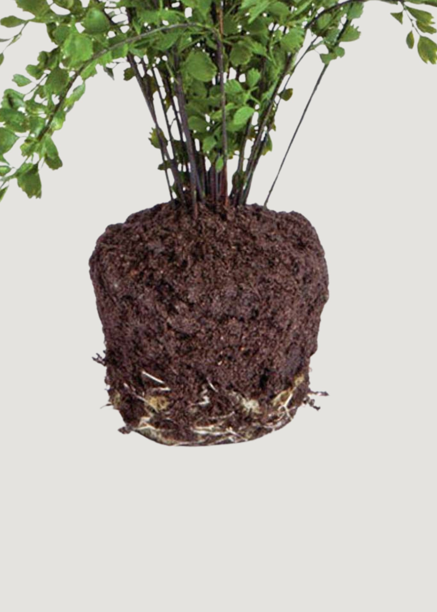 Drop-in root ball of fake maidenhair fern