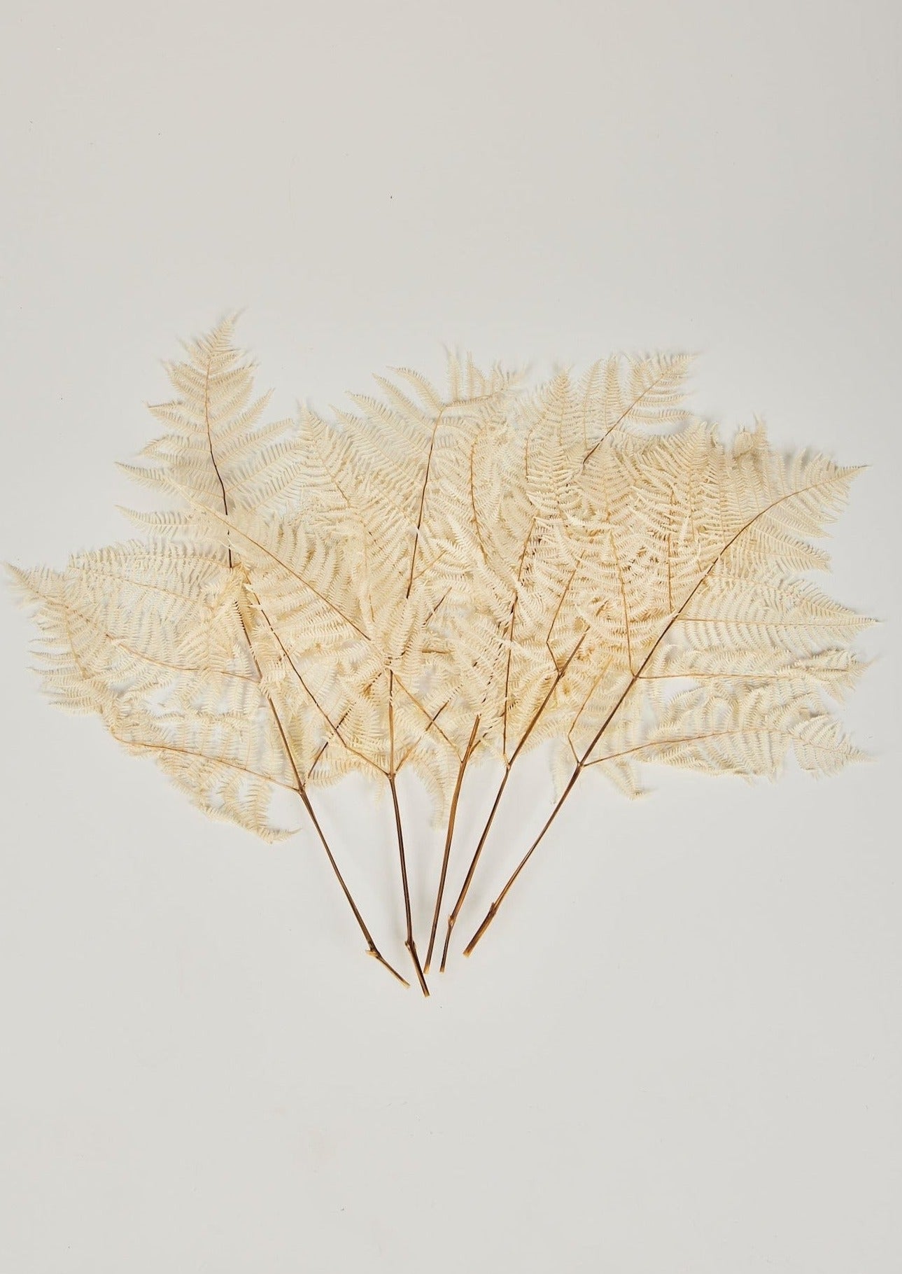 Afloral Dried Bracken Fern Leaf Bleached Bundle Shown Pulled Apart