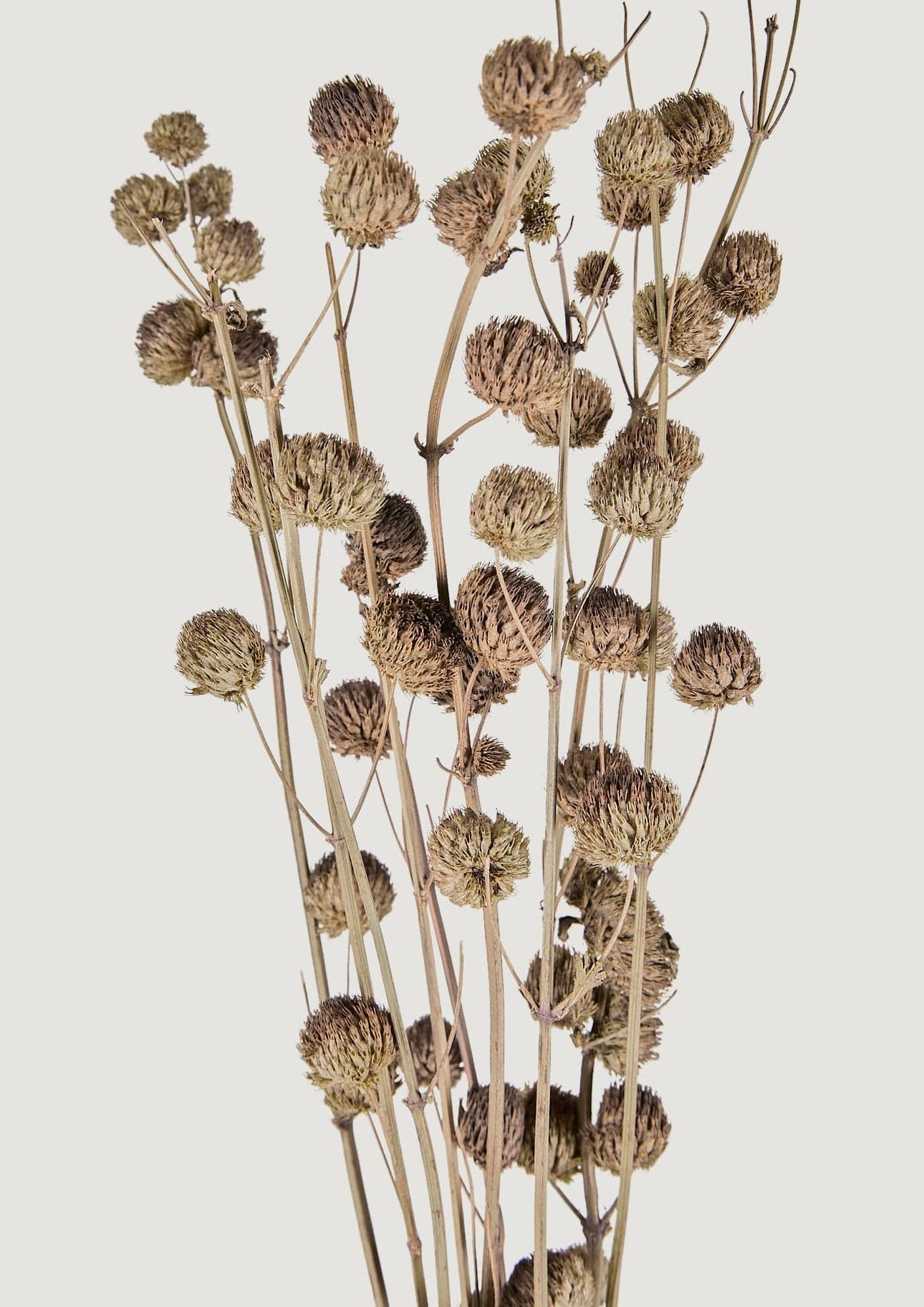 Afloral Bundle of Dried Callicarpa Berries in Natural Color