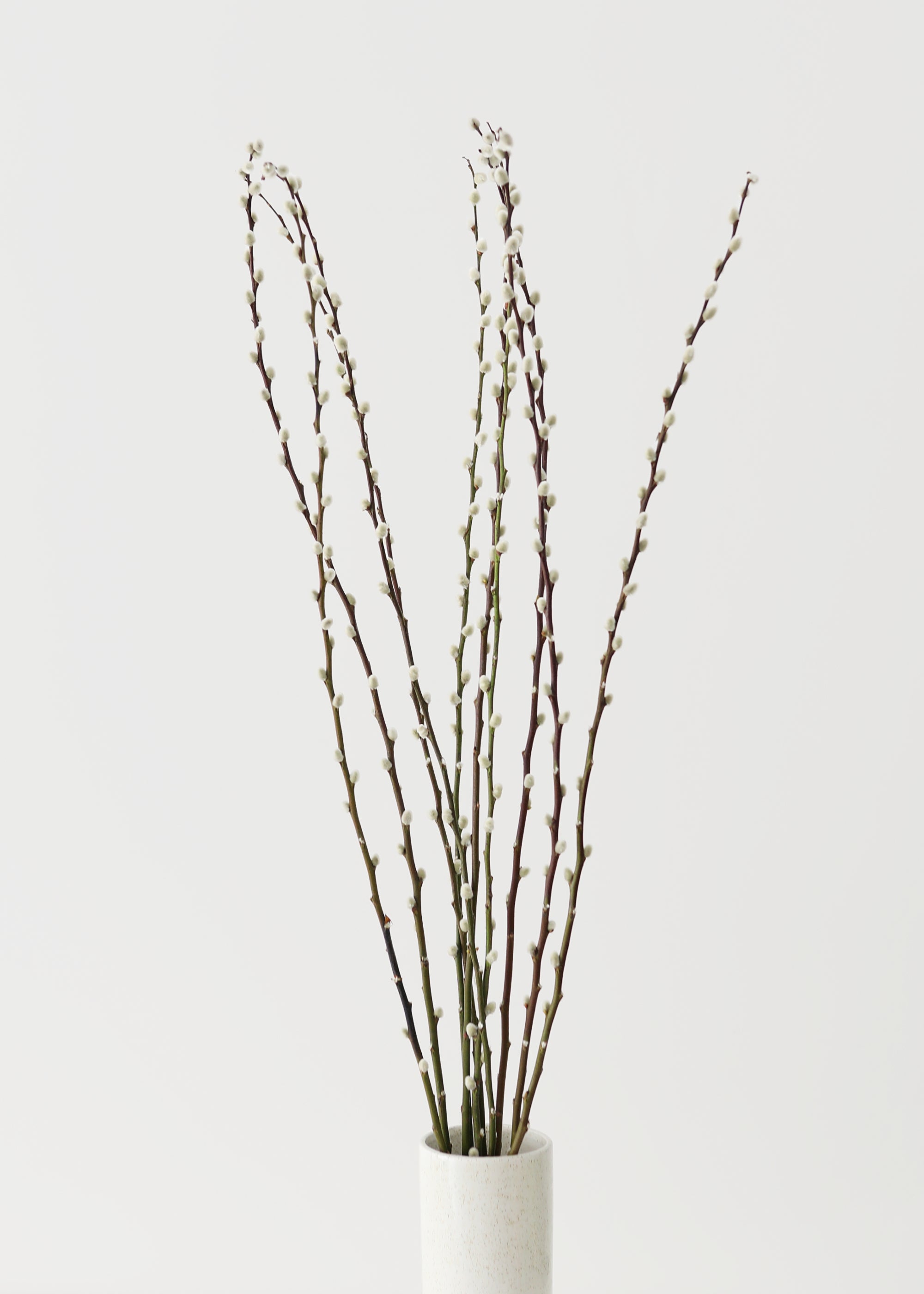 fresh pussy willow branches in a white vase
