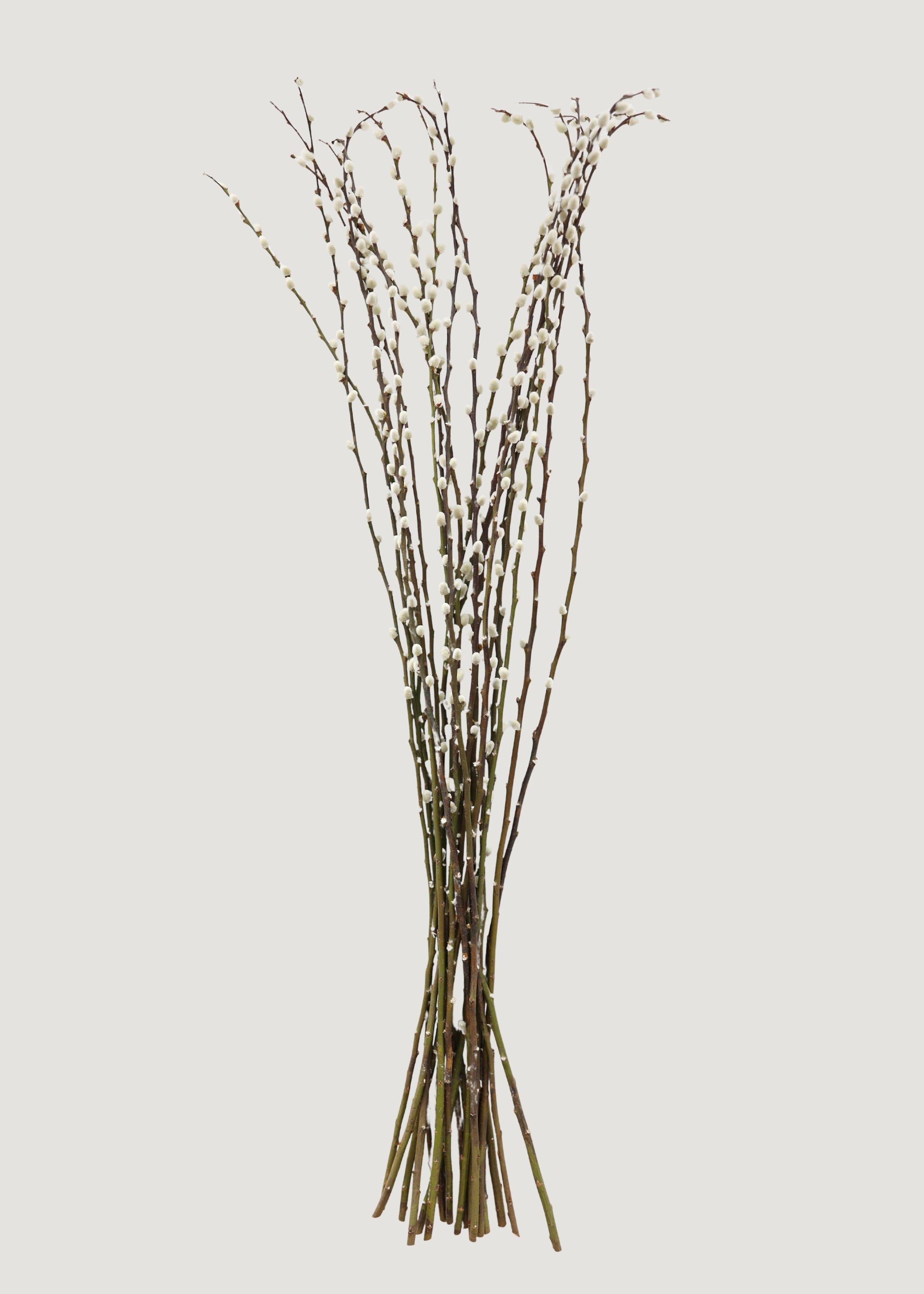 Bunch of fresh pussy willow branches