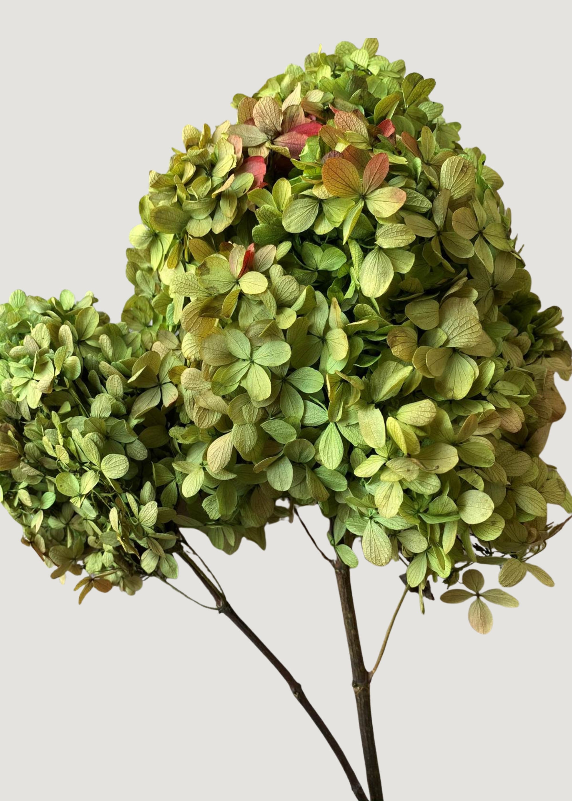 Basil Green Preserved Hydrangeas
