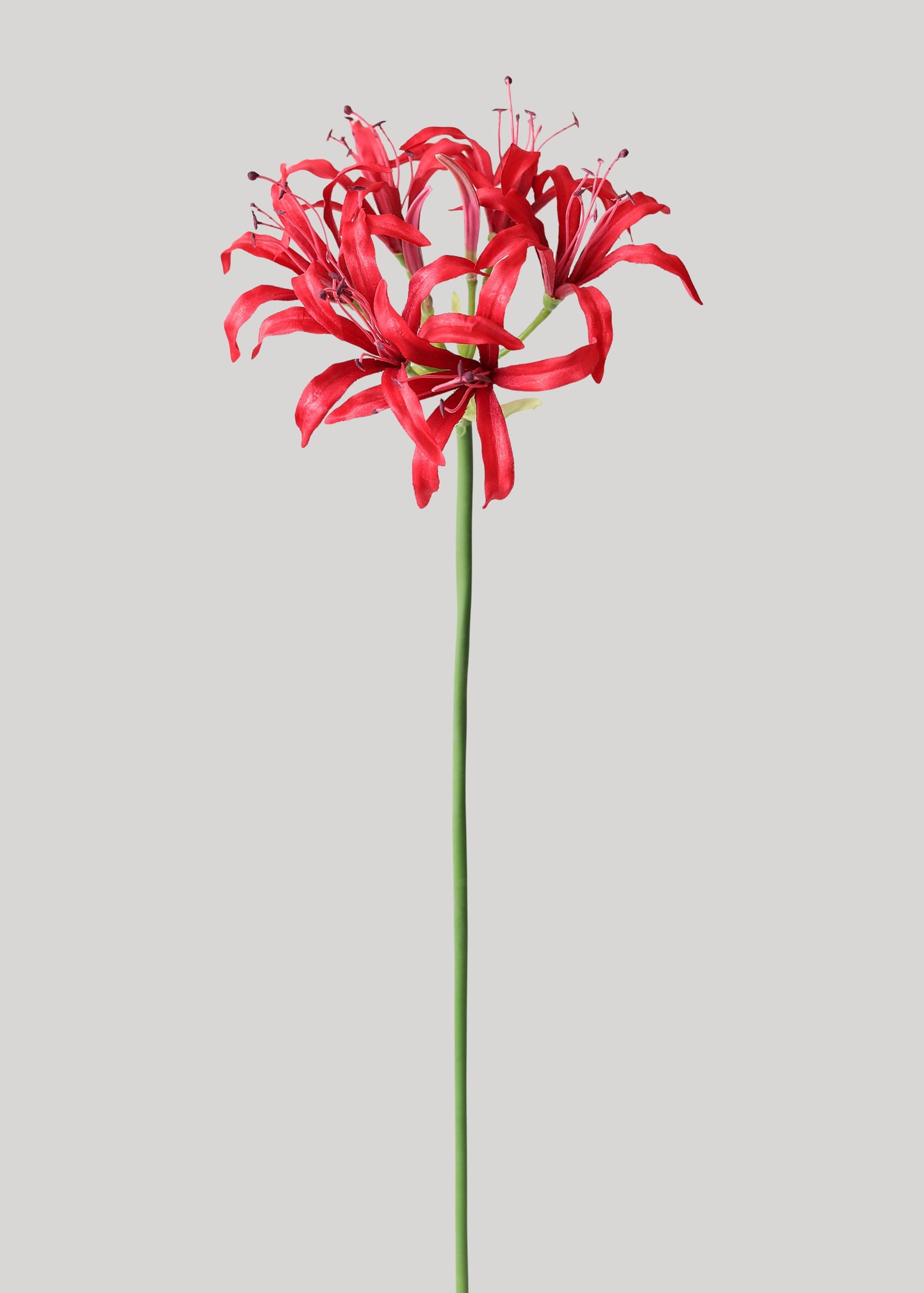 Red Nerine Spider Lily