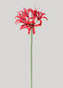 Red Nerine Spider Lily