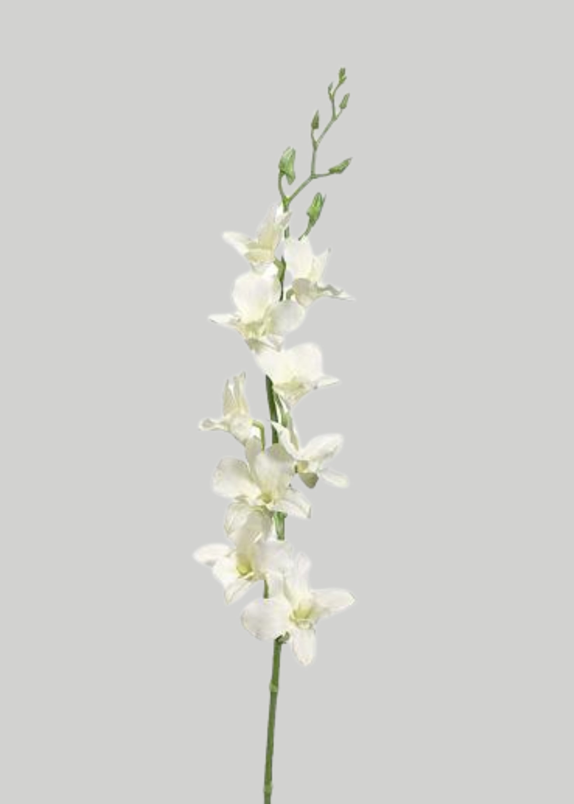 Cream Artificial Dendrobium Orchid Flower Stem