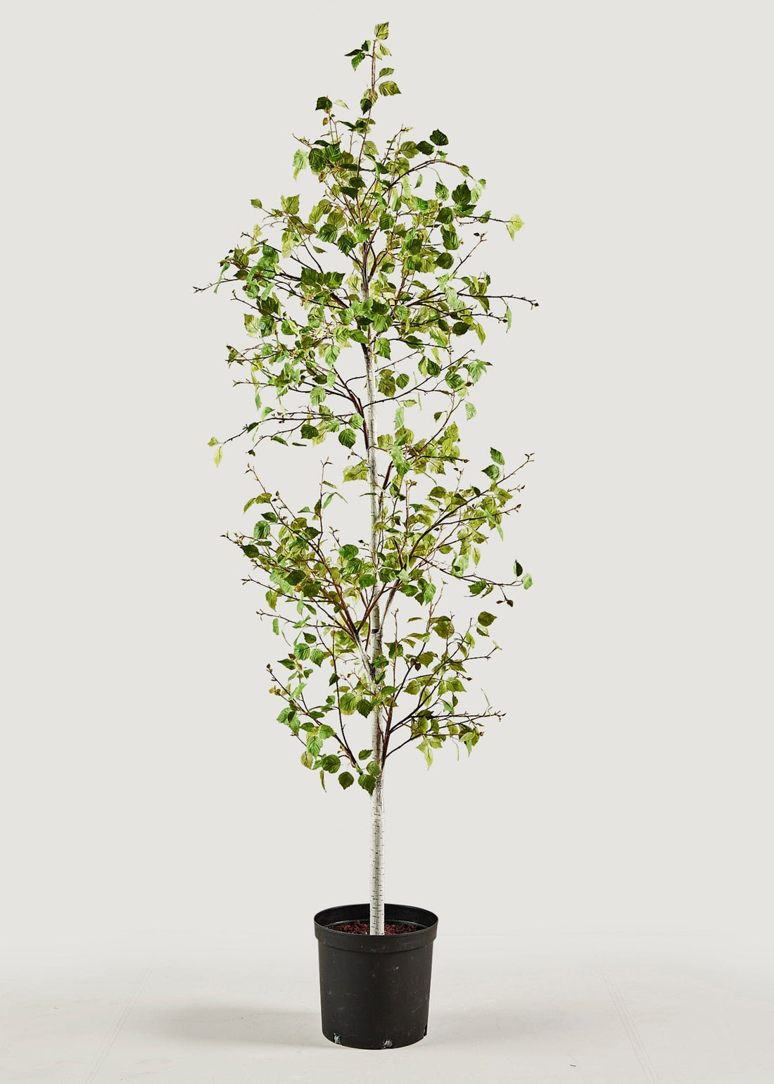 Luxury Faux Potted Plants Birch Tree at Afloral