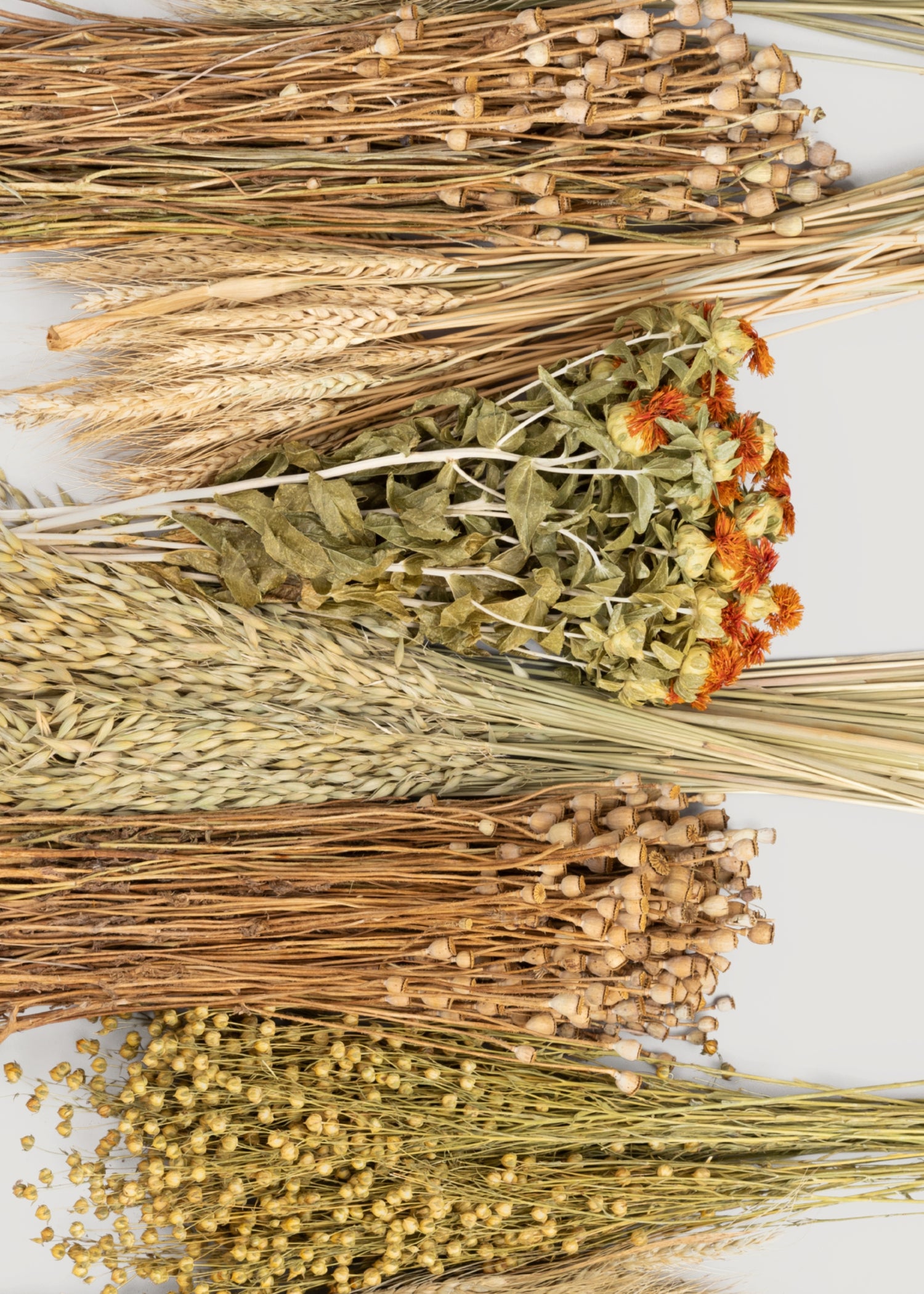 Close-up of Assorted Bundles of Dried Grasses and Flowers