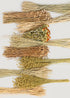 Assorted Case of Dried Grains and Grasses
