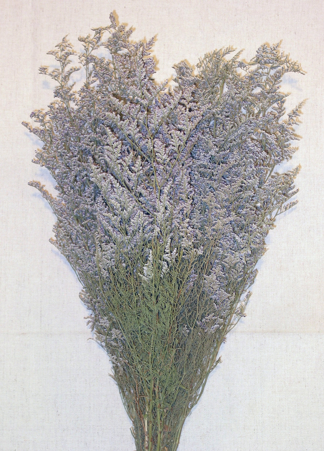 Natural White Dried Caspia Flowers - 4 oz Bunch