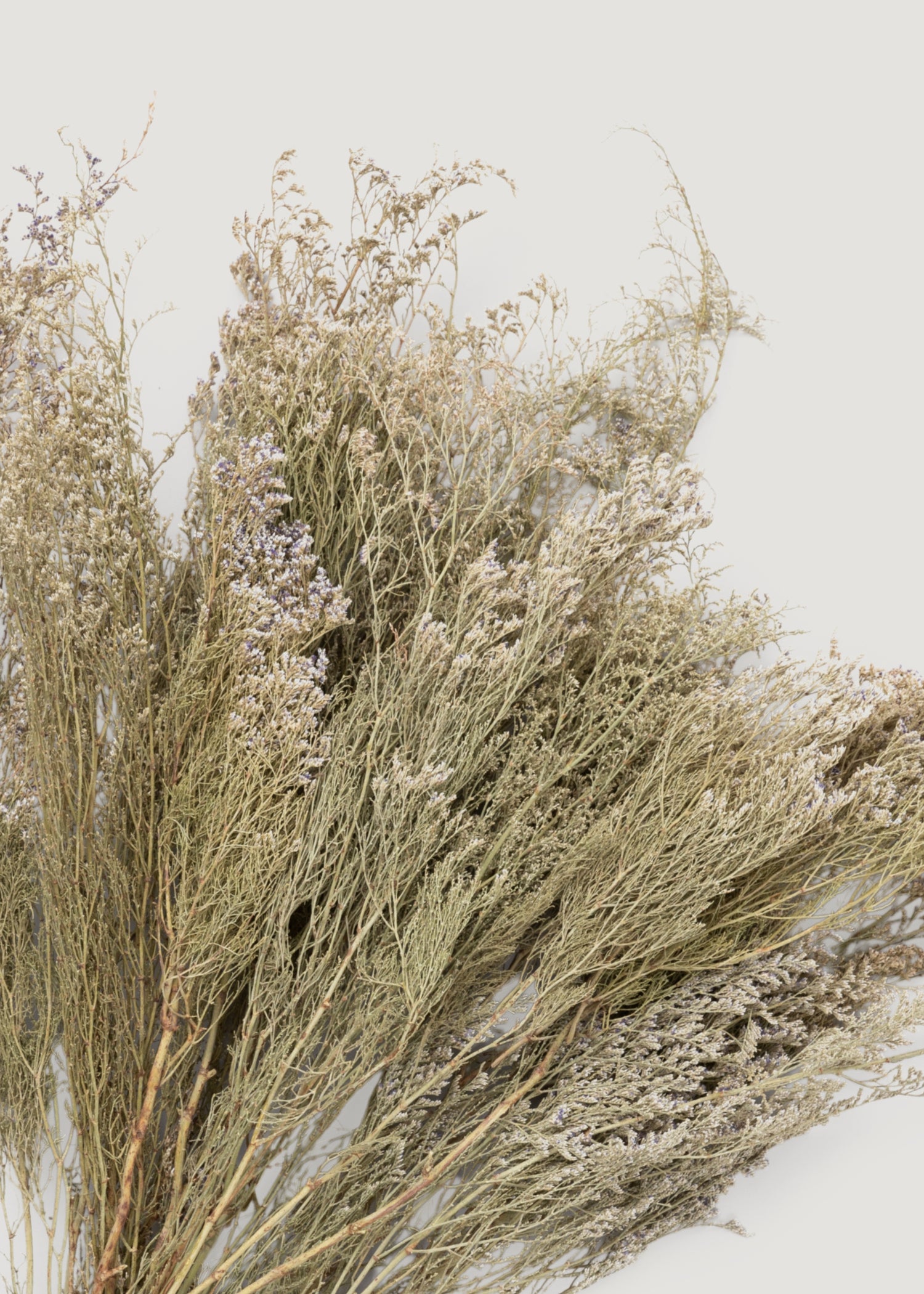 Dried Caspia Flower Bundle