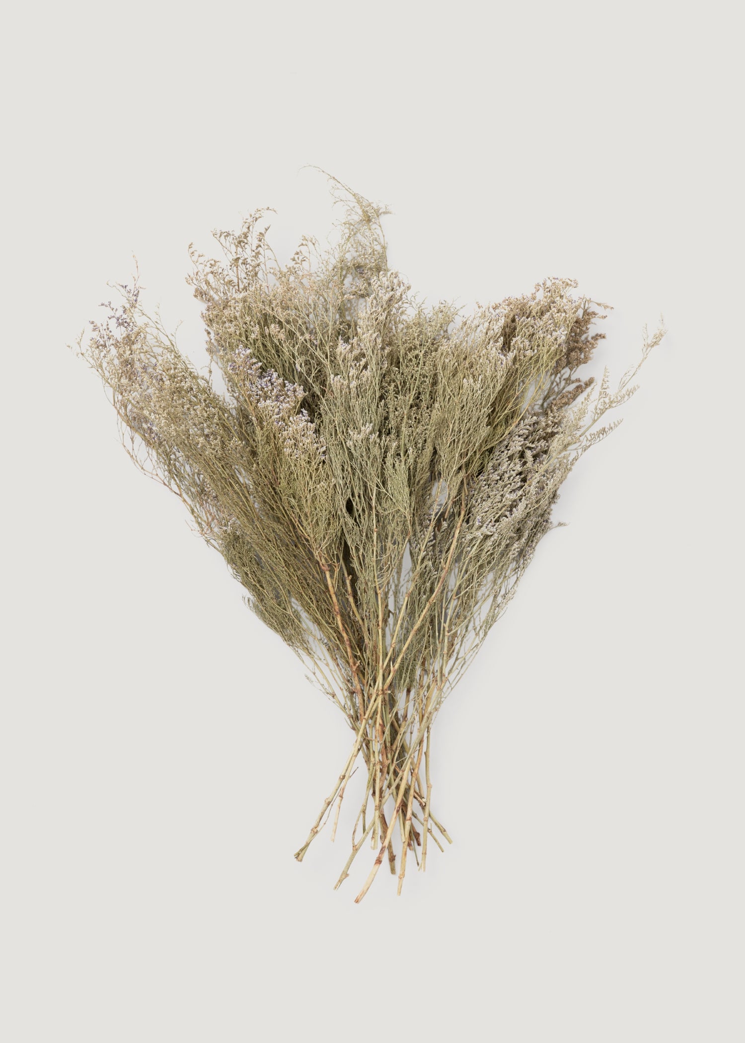 Natural White Dried Caspia Flowers