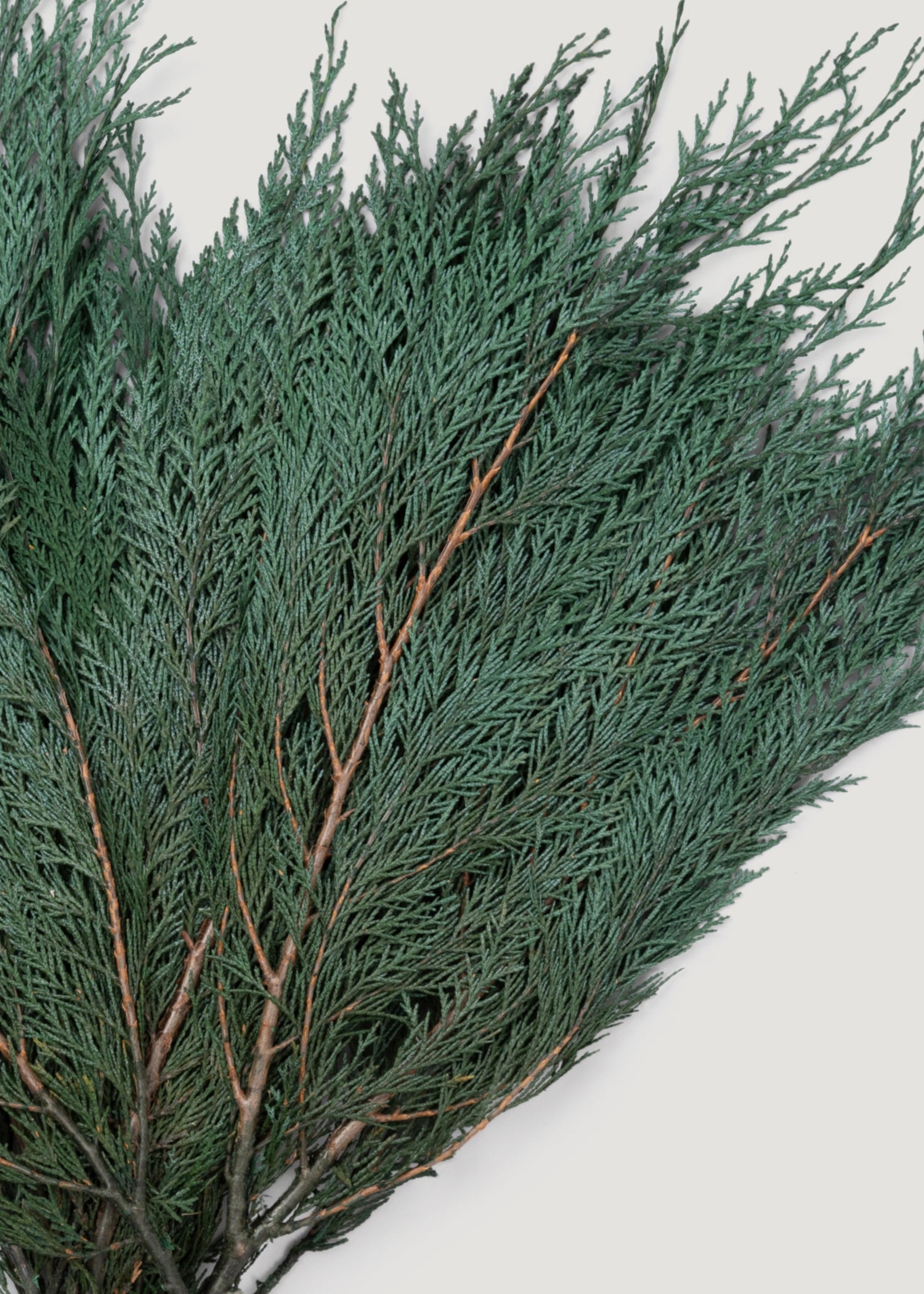 Close-up of Preserved Cedar Bundle