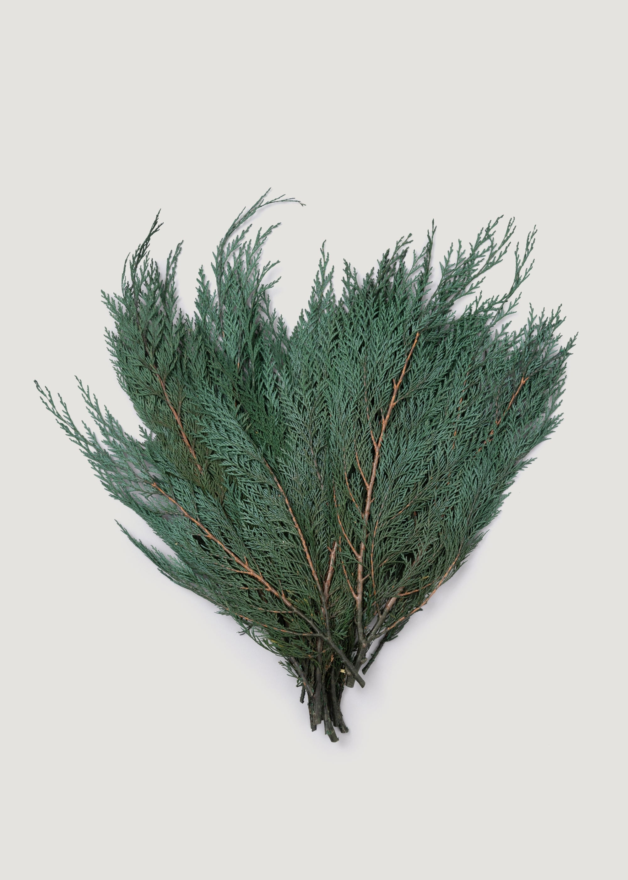 Preserved Cedar Greenery Bundle