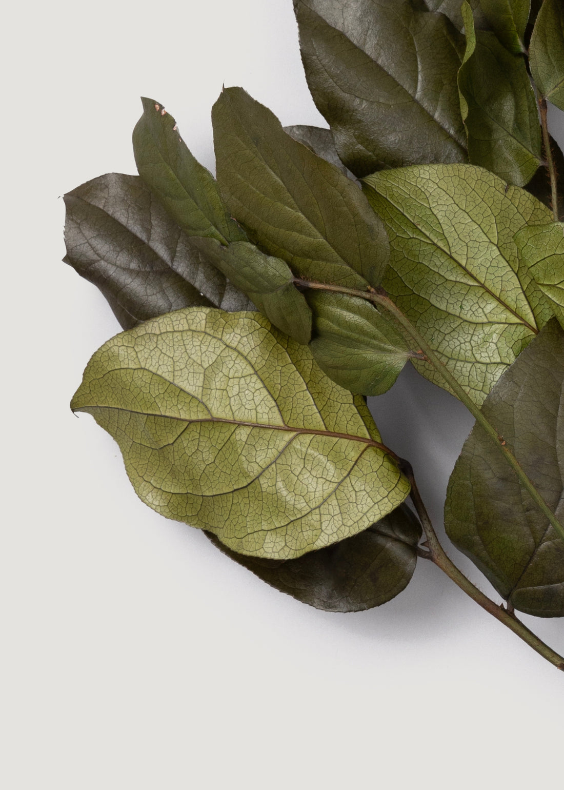 Close-up Preserved Salal Leaves