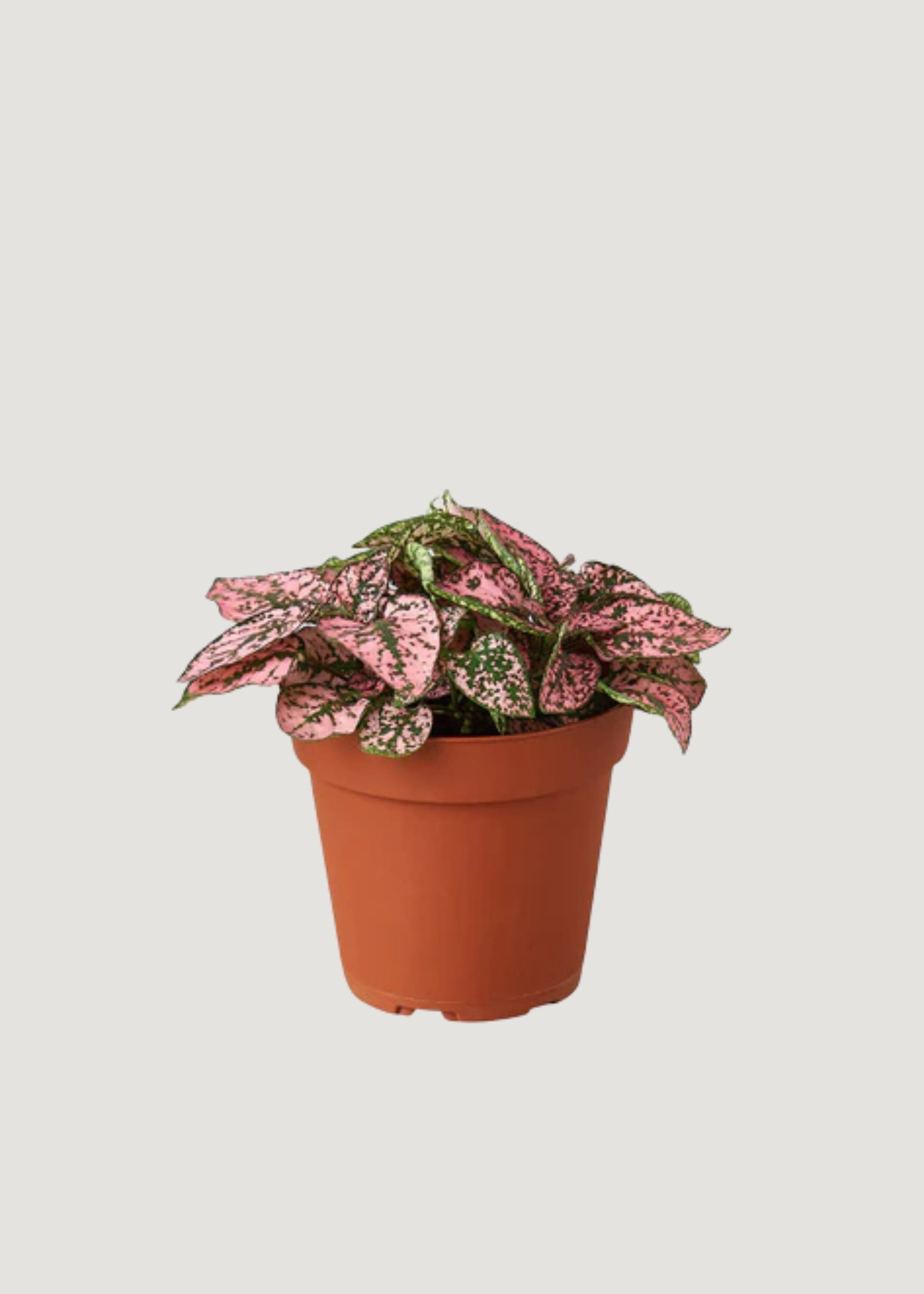 Pink and Green Potted Polk Dot Plant