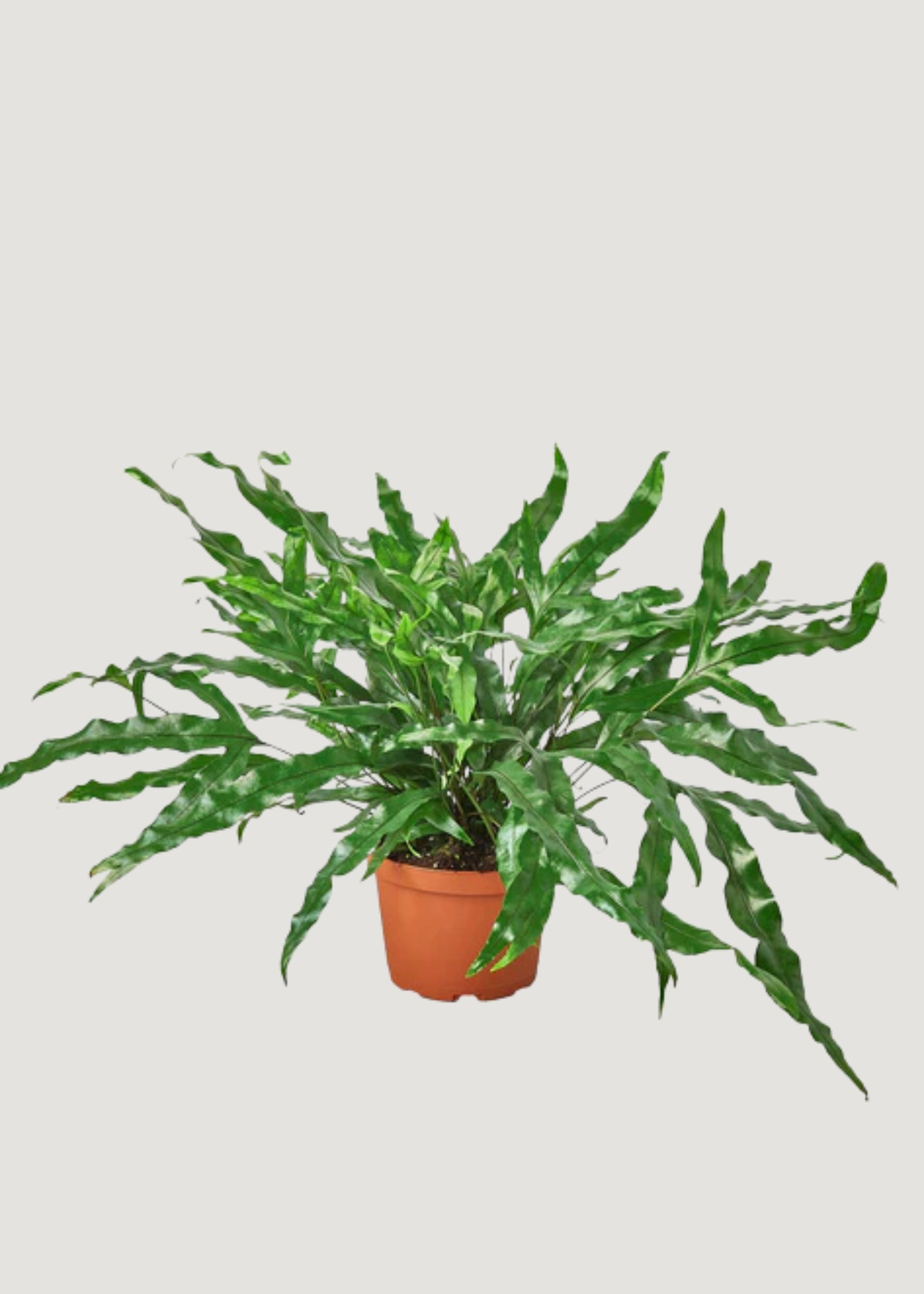 Live Kangaroo Paw Fern
