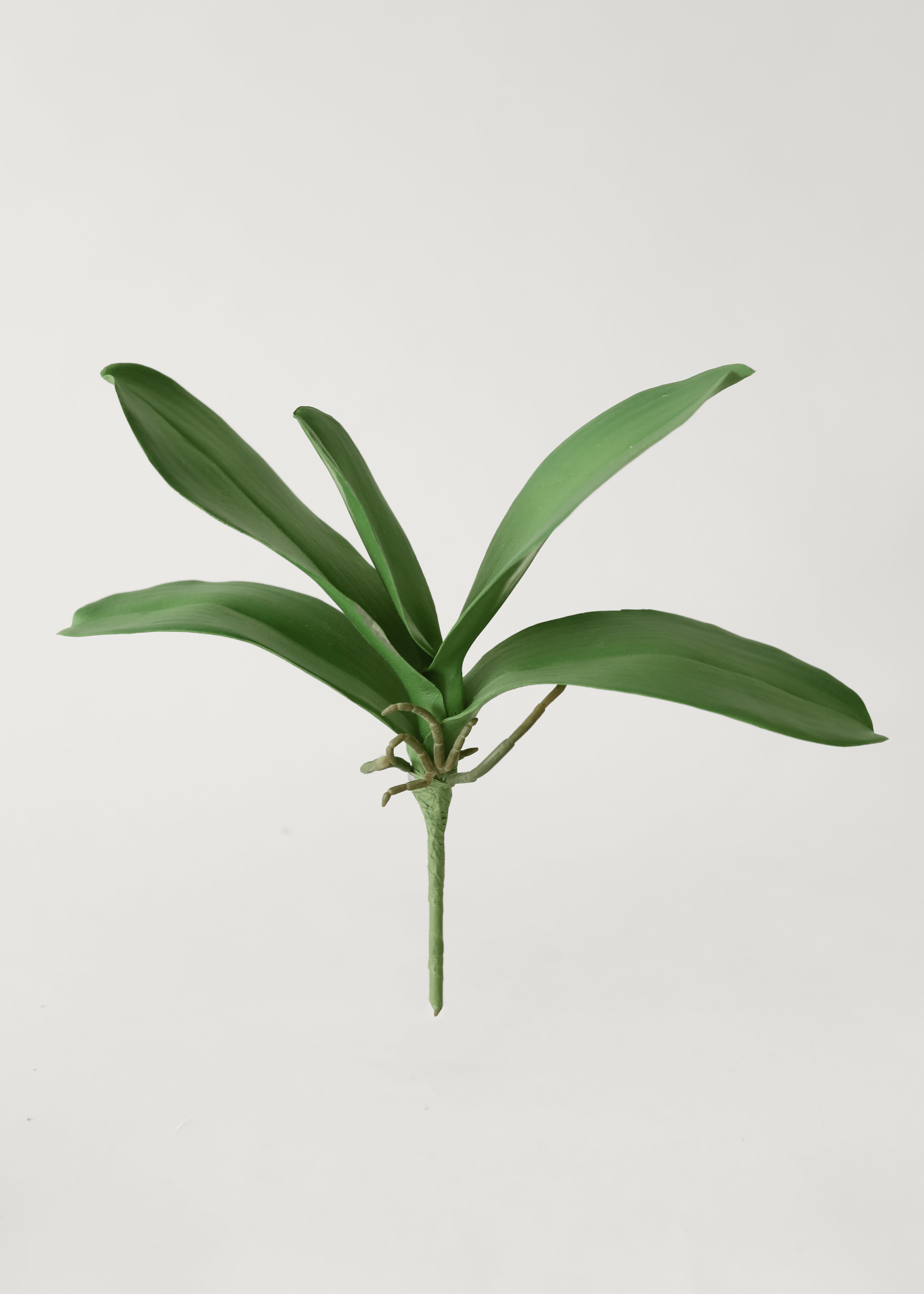 Orchid Leaves