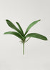 Orchid Leaves