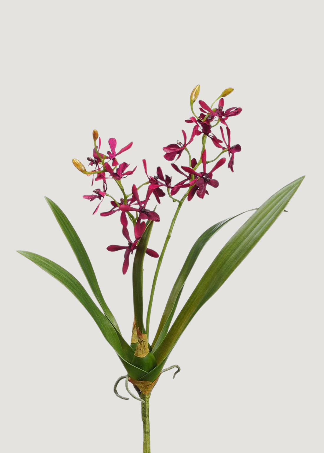 Burgundy Artificial Blooming Cattleya Orchid Plant