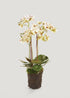 Speckled White Fake Blooming Orchid Drop-In Plant