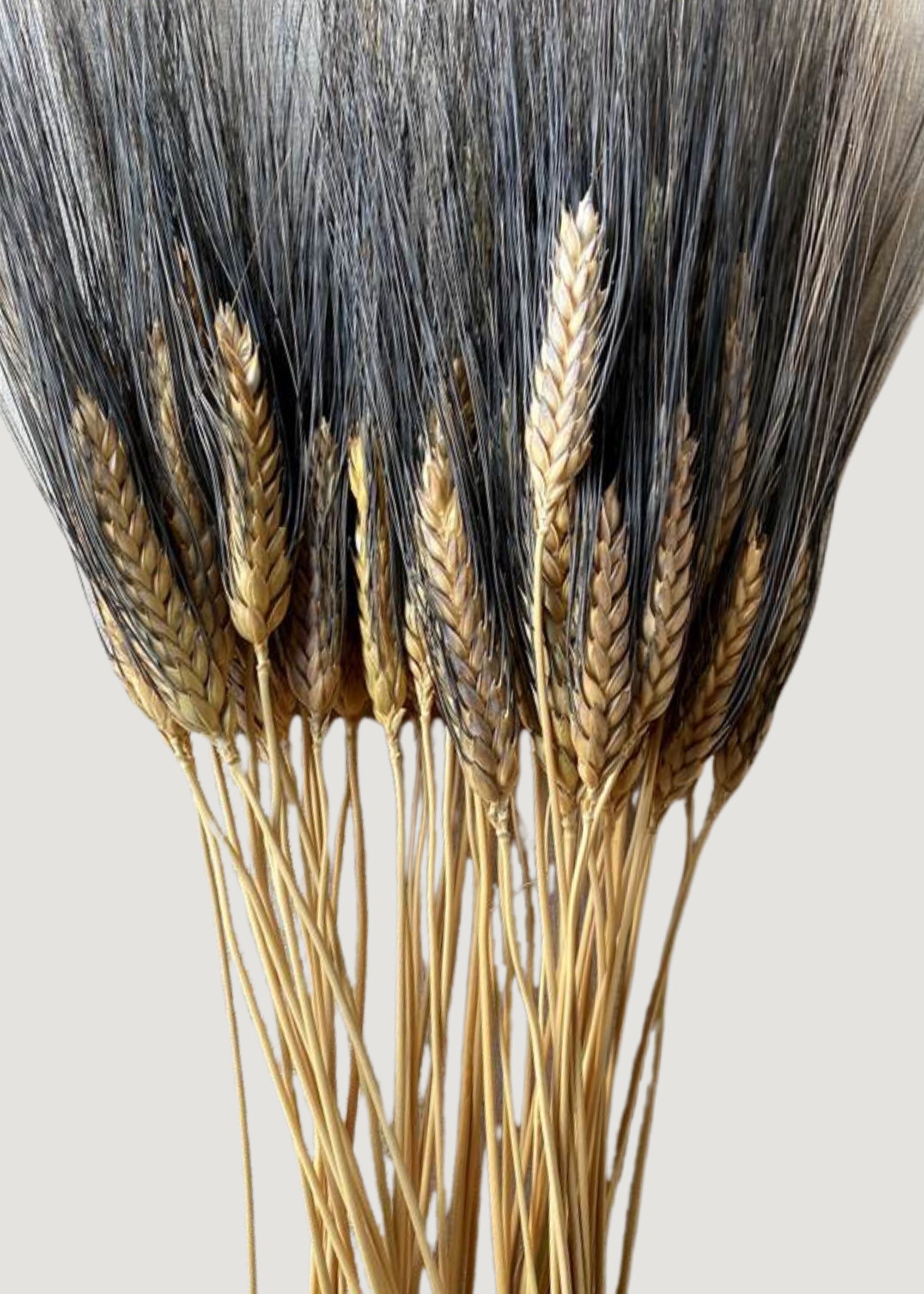 Dried Grains Natural Blackbeard Wheat