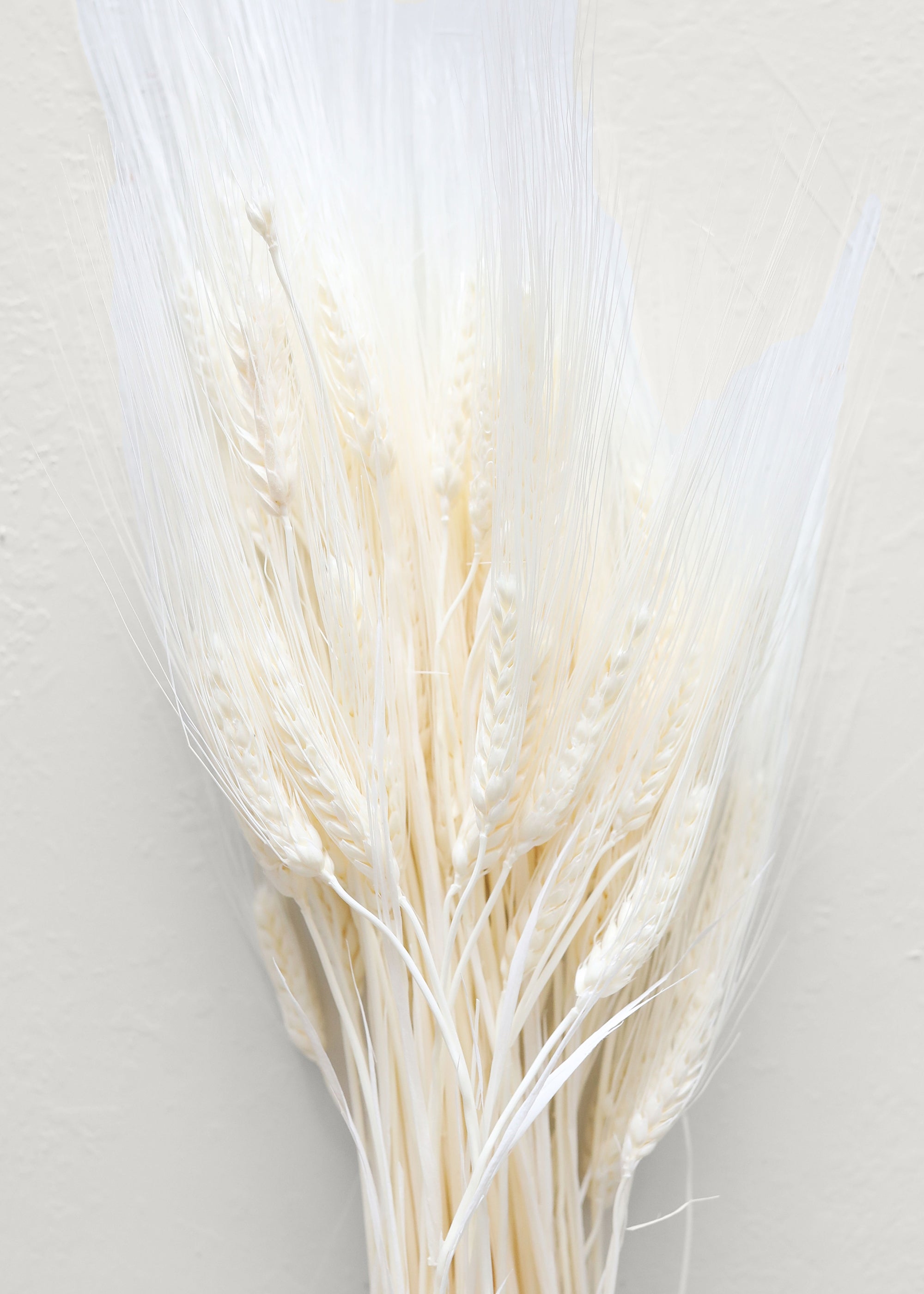 Close-up of Bleached Natural Triticum Wheat