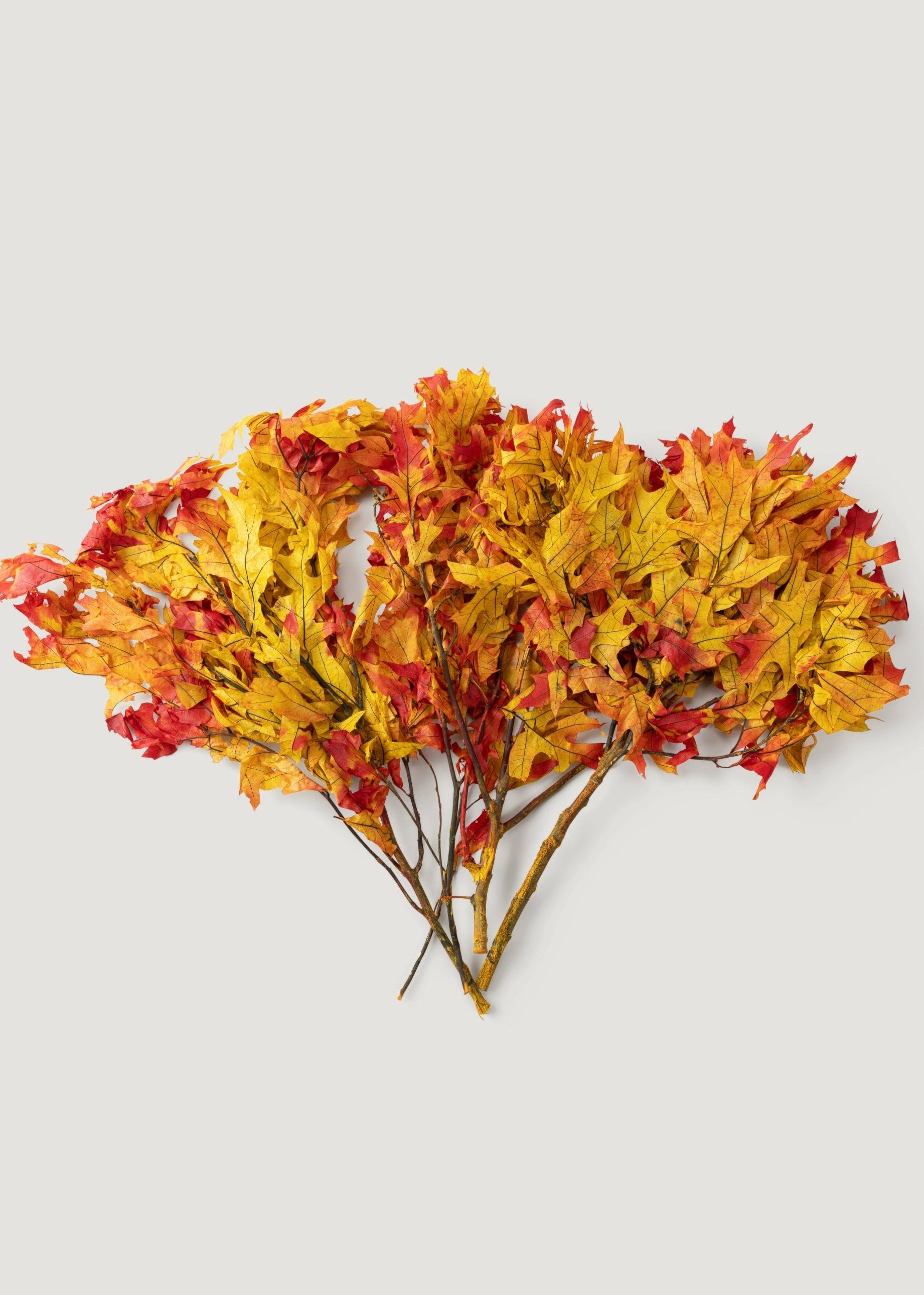 Preserved Fall Oak Leaves