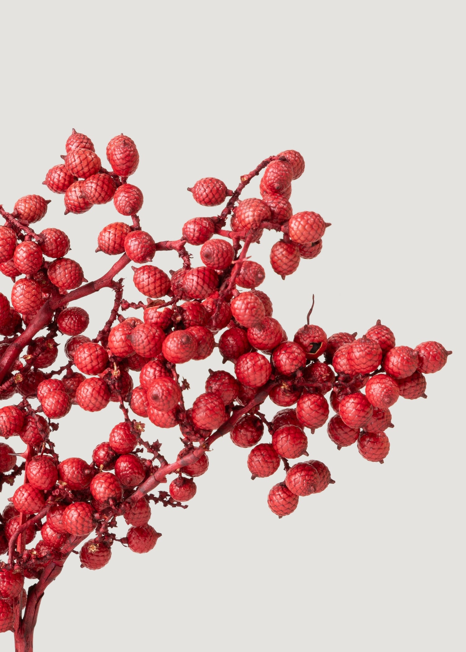 Close-up of Red Canella Berries