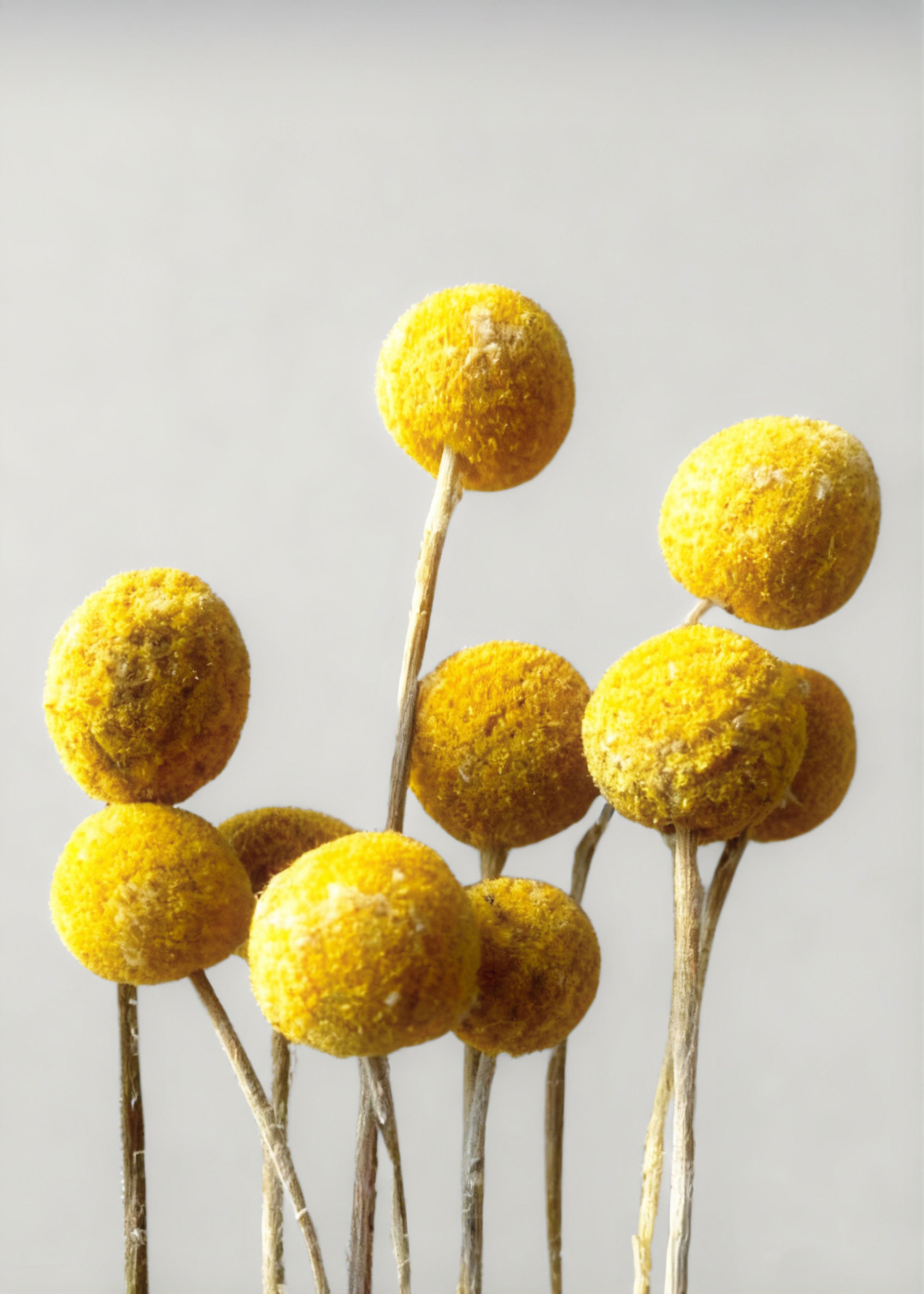 Bundle of 10 Dried Yellow Craspedia Billy Button Flowers