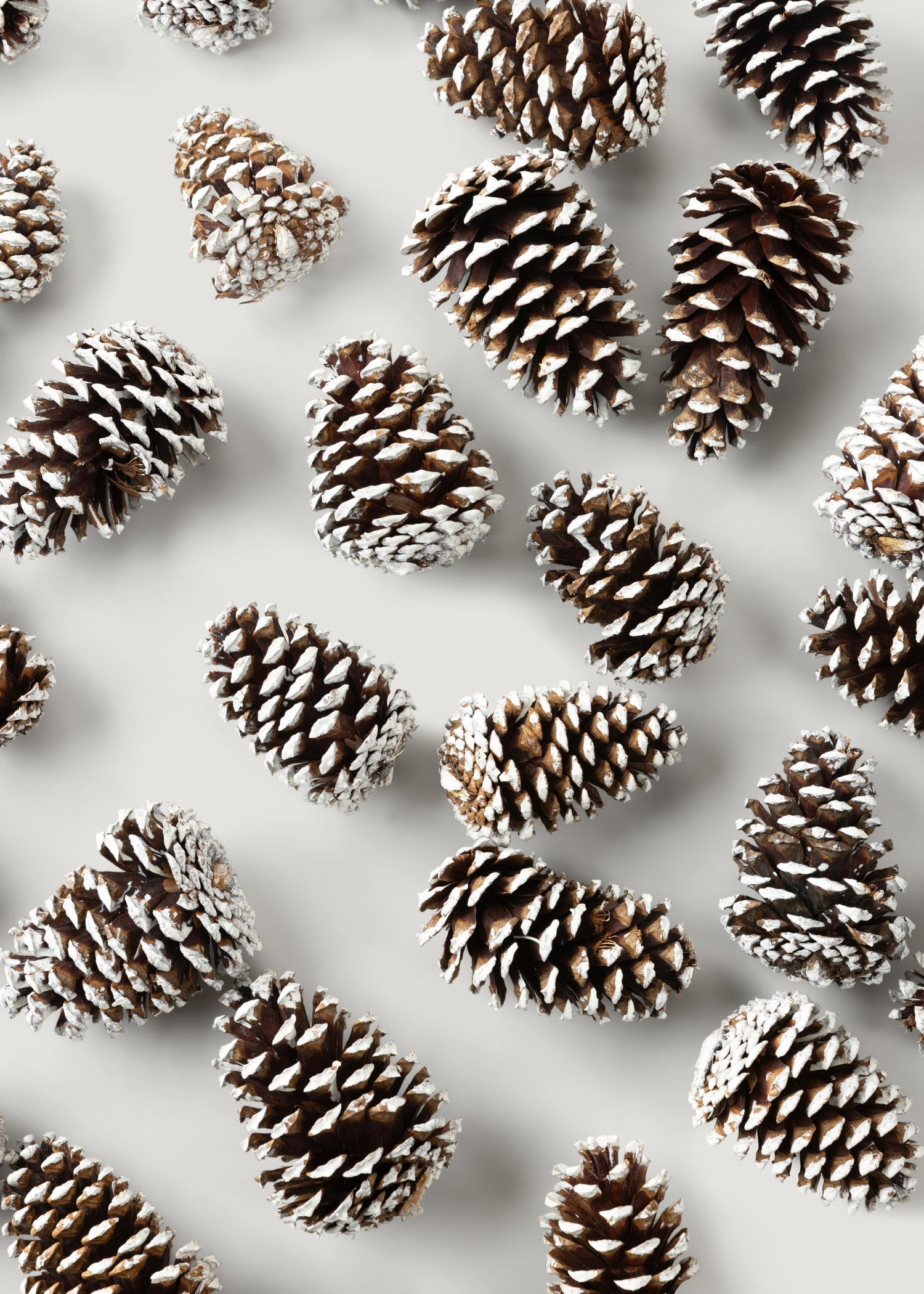 Box of Natural White Tipped Pine Cones