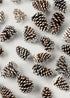 Box of Natural White Tipped Pine Cones