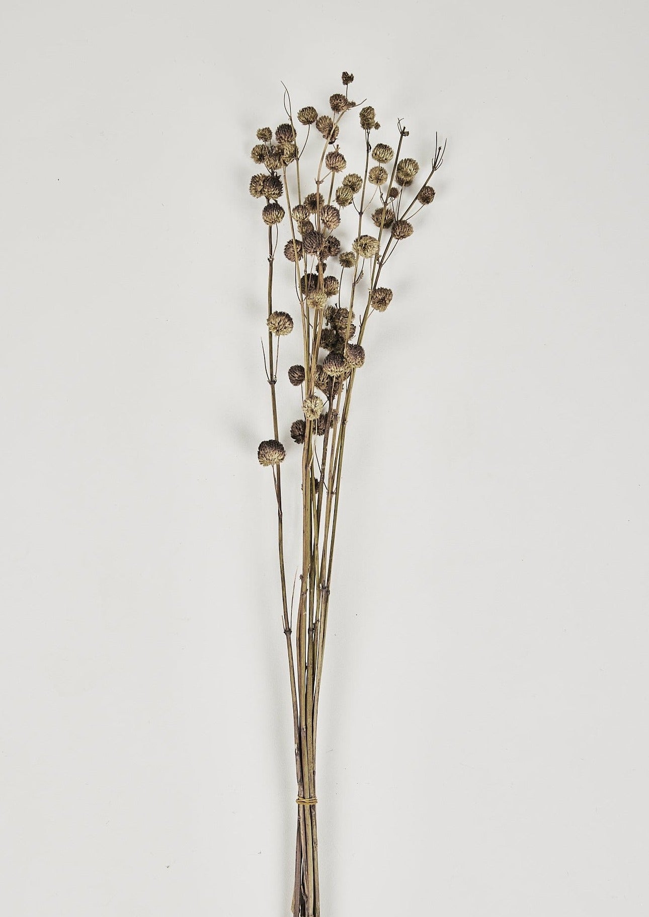 Afloral Dried Botanicals Callicarpa Berry Bundle
