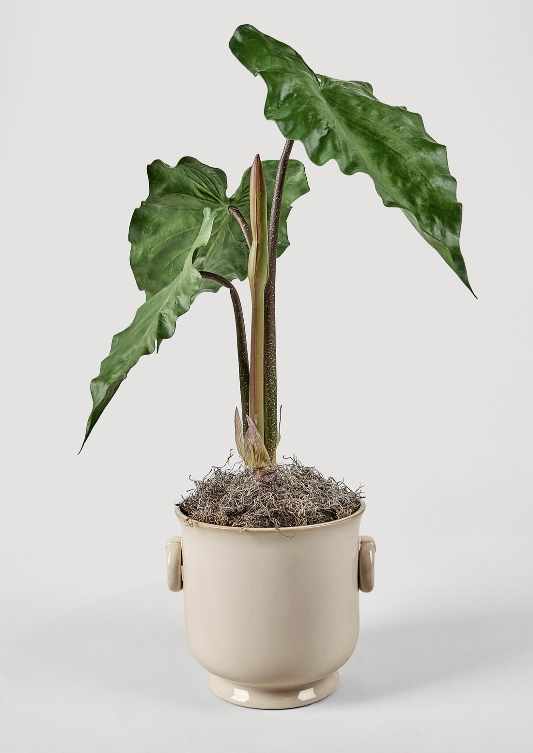 Artificial Tropical Alocasia Plant Styled in Large Cream Ceramic Pot