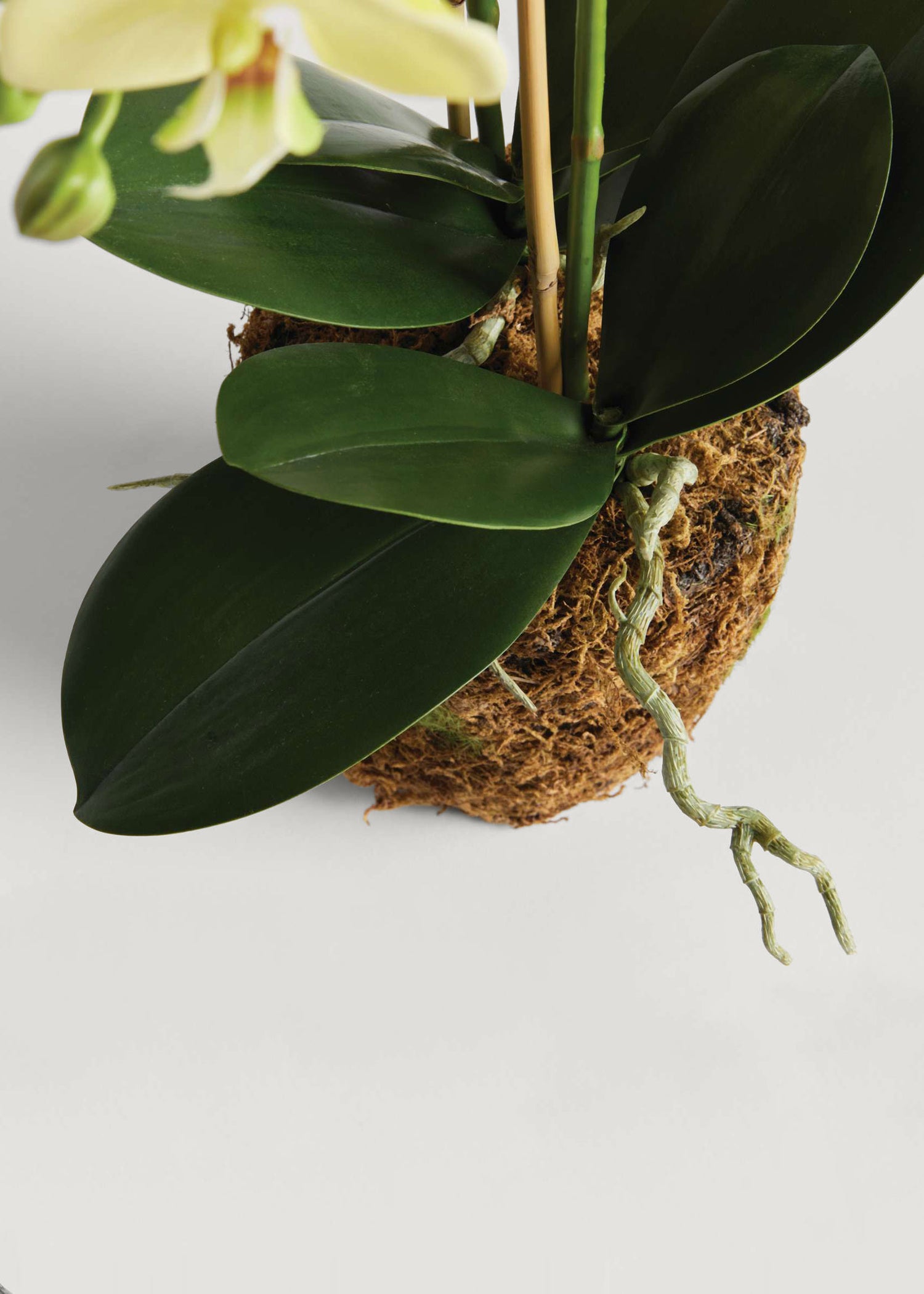 Close-up of Yellow Artificial Orchid Root Ball