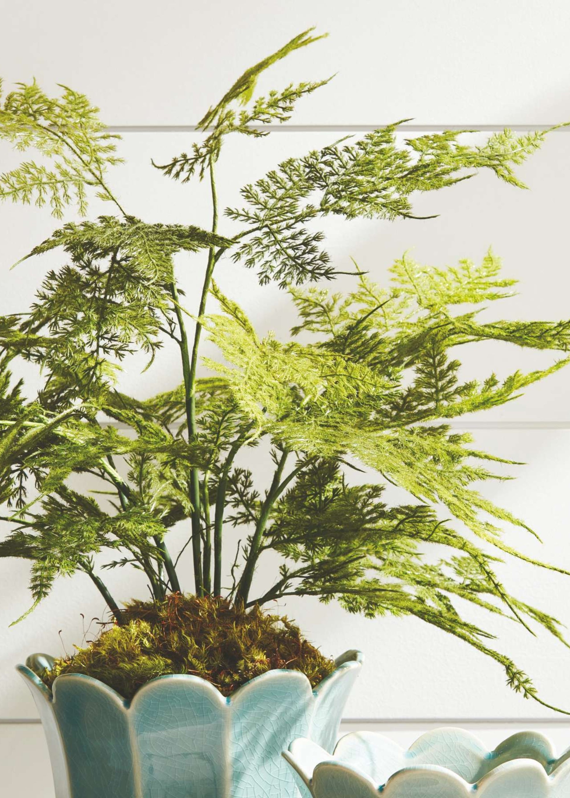 Artificial Plumosus Fern