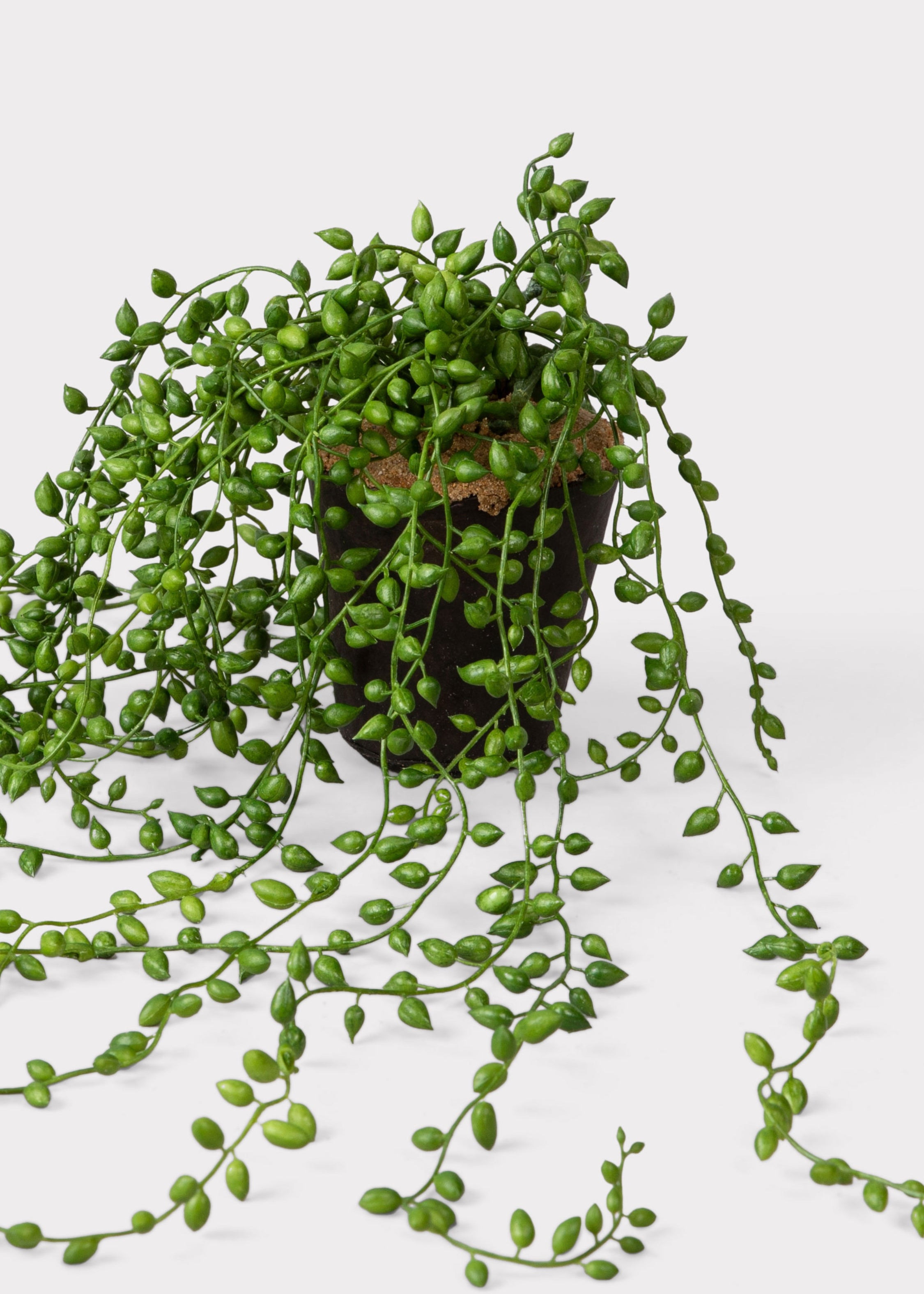 faux string of pearls plant in textured pot String of Pearls Drop-in 17"