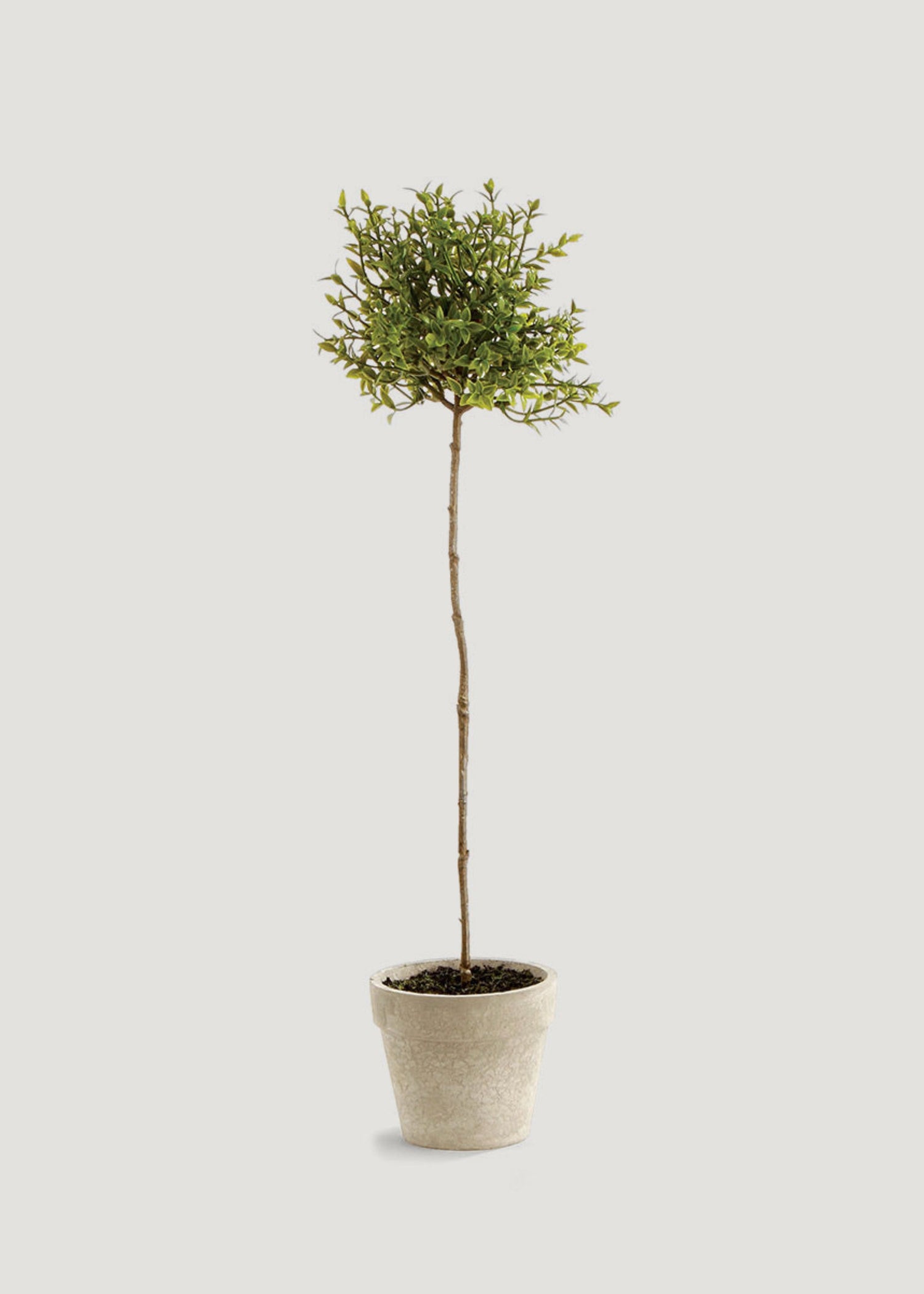 Faux Thyme Herb Topiary Potted Plant
