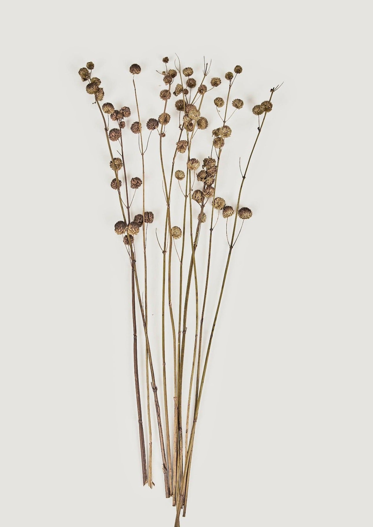 Dried Florals Callicarpa Berry Bundle at Afloral