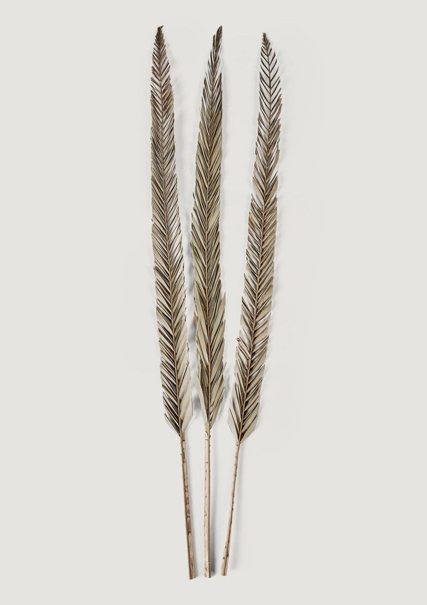 Afloral Natural Leaf Accents Dried Sword Palms