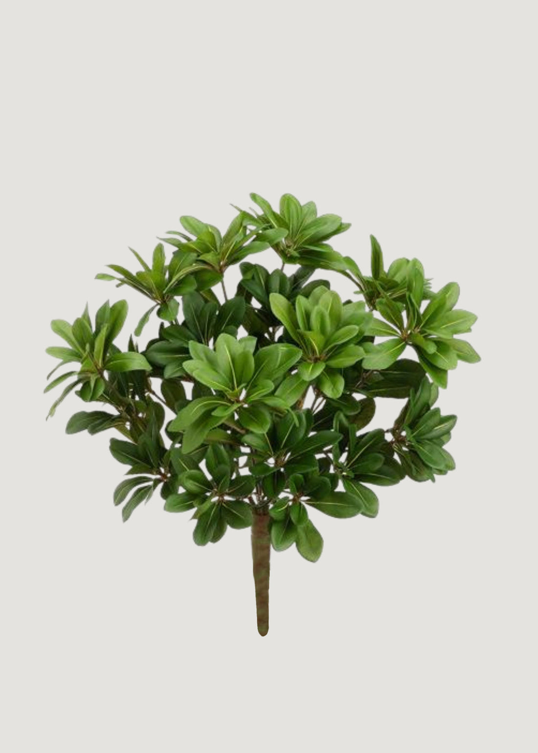 Artificial Pittosporum Leaf Bush