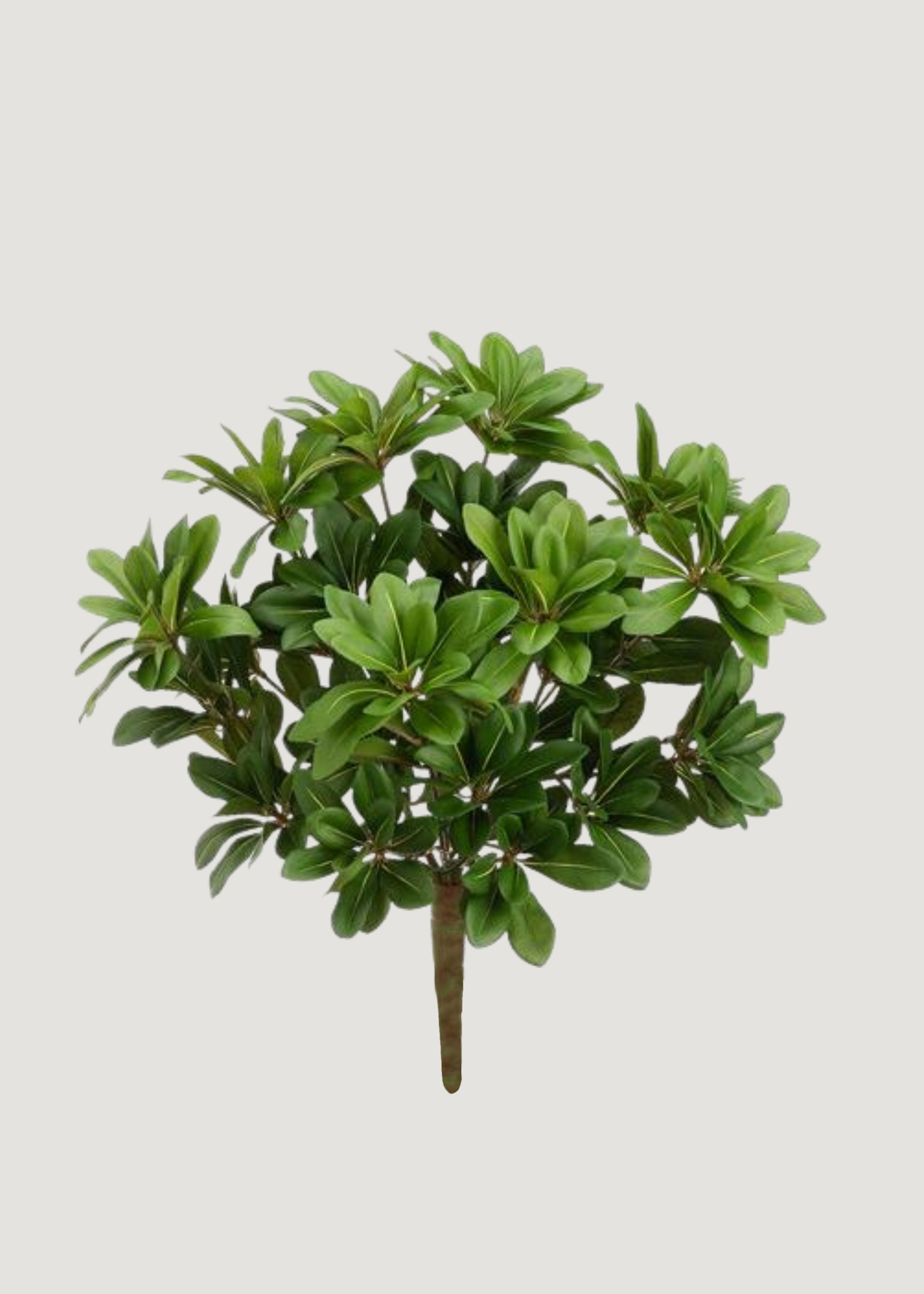 Artificial Pittosporum Leaf Bush