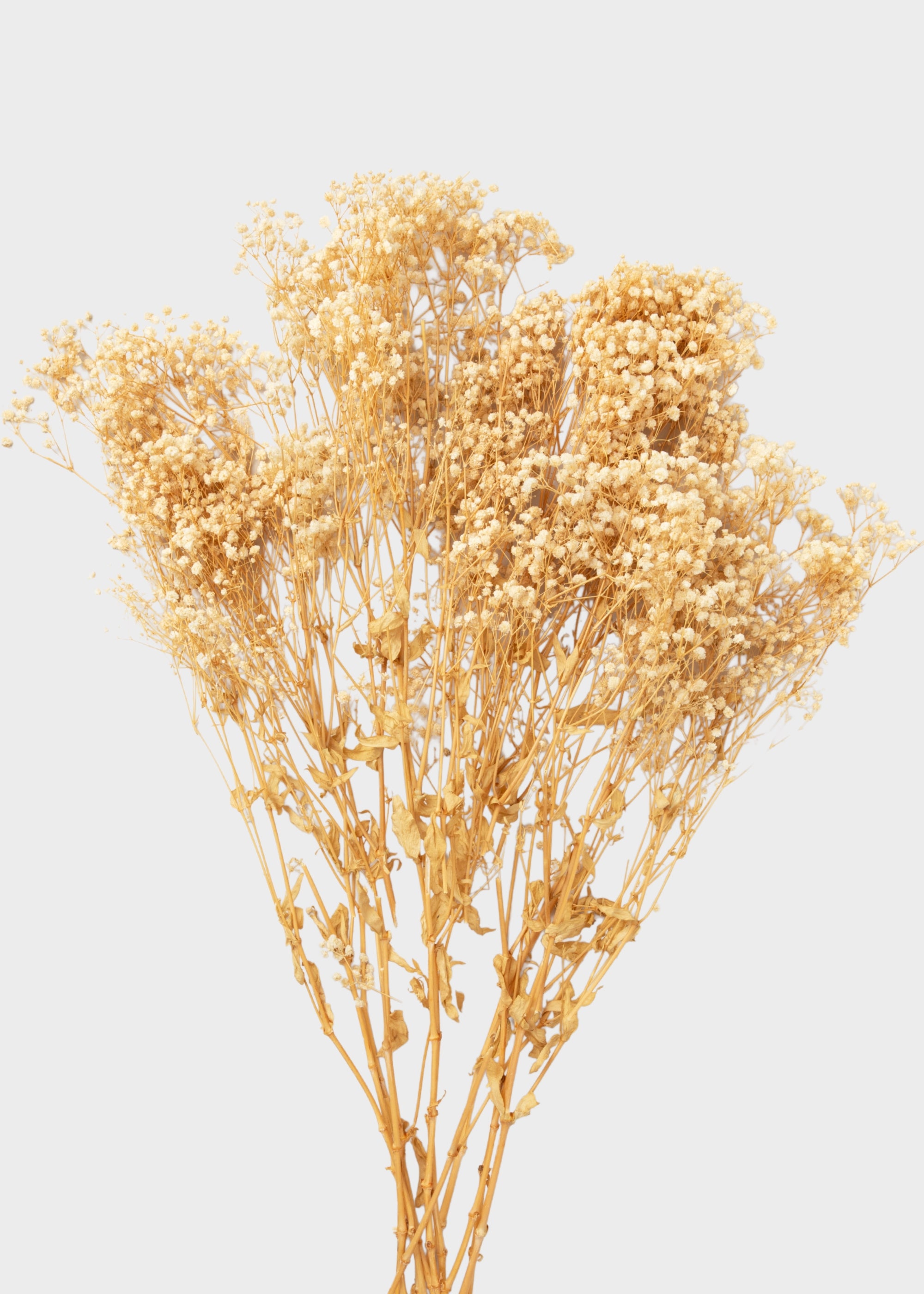 Natural Beige Preserved Gypsophila Flowers - 8.25 oz Bunch – Afloral