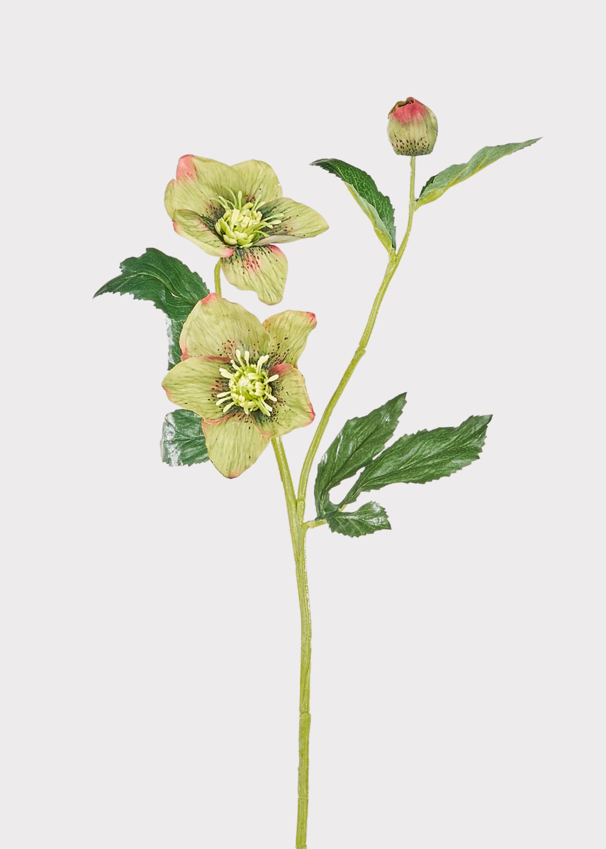 Green and Burgundy Helleborus | Realistic Fake Flowers | Afloral