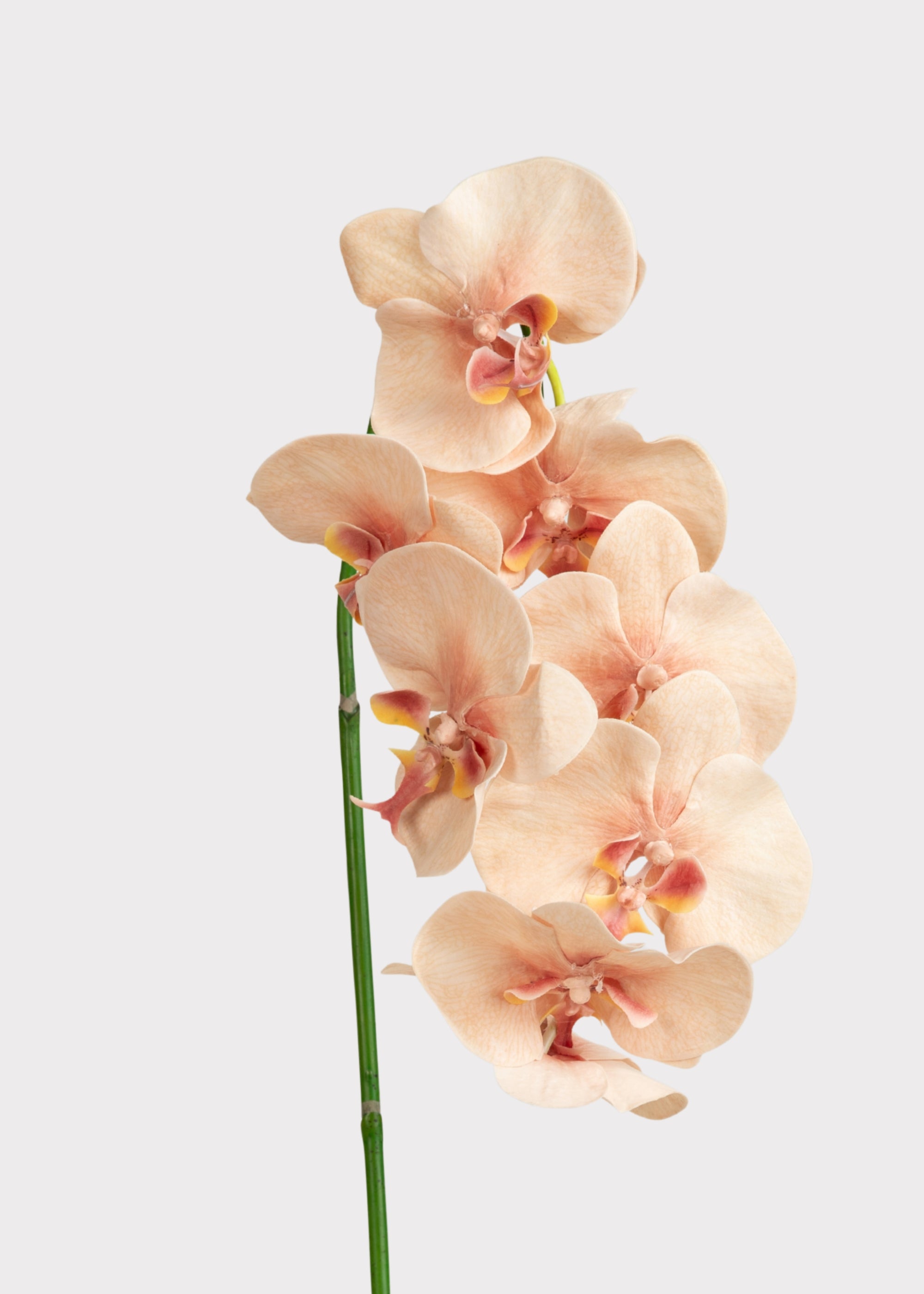 Peach Pink Blooming Orchid | Realistic Faux Flowers at Afloral
