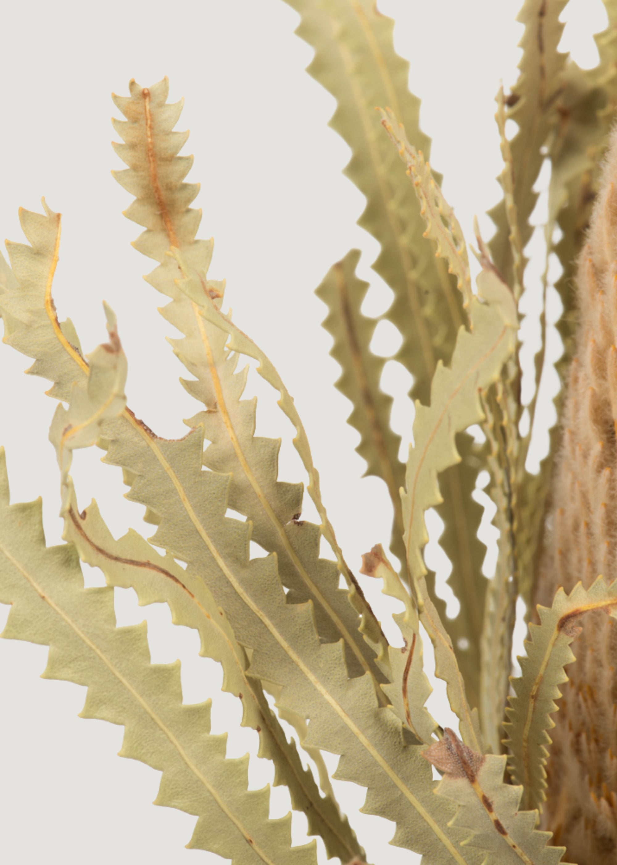 Dried Banksia Protea Flower Details